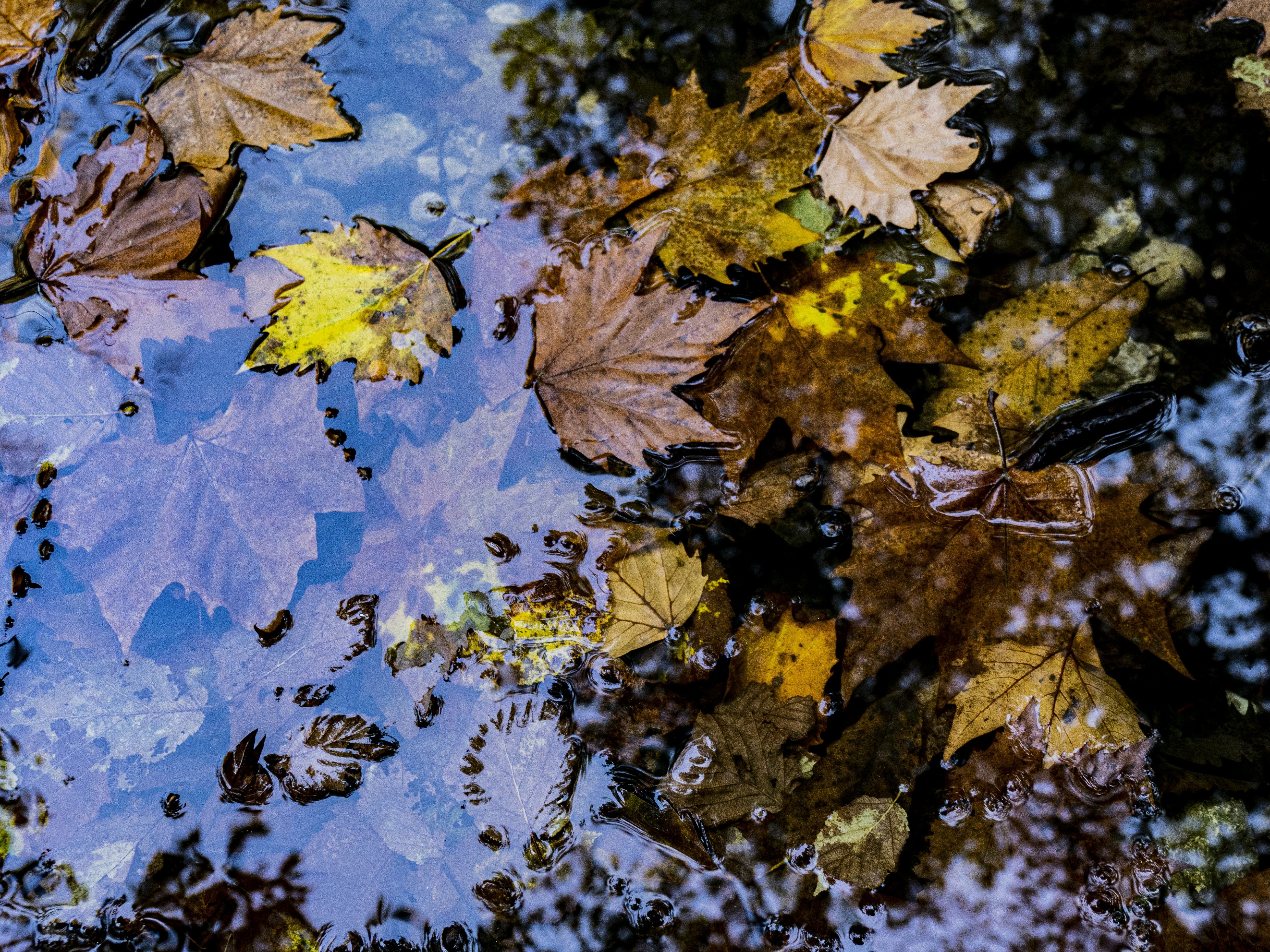 Photo by gopitri_prem