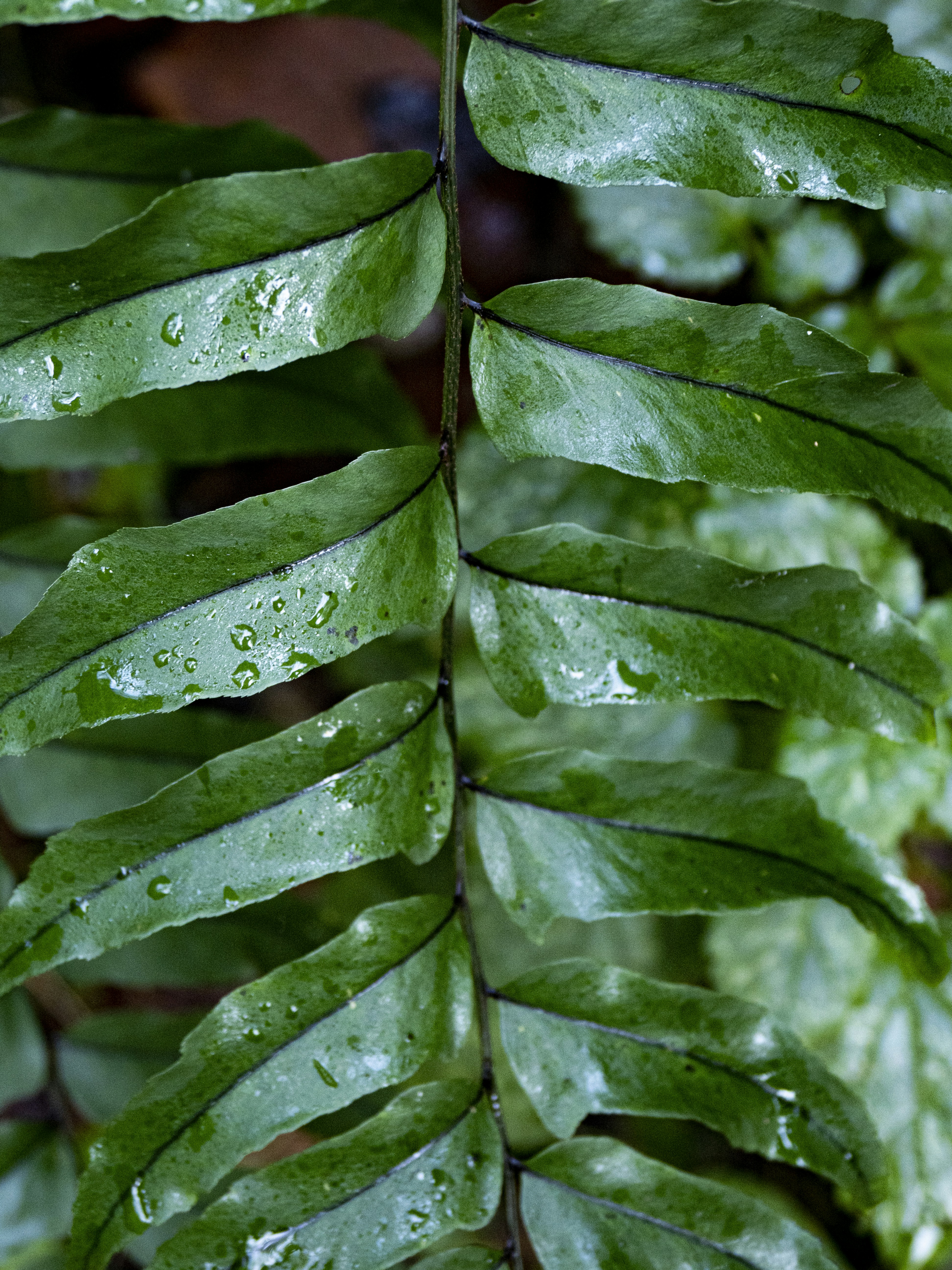 Photo by gopitri_prem