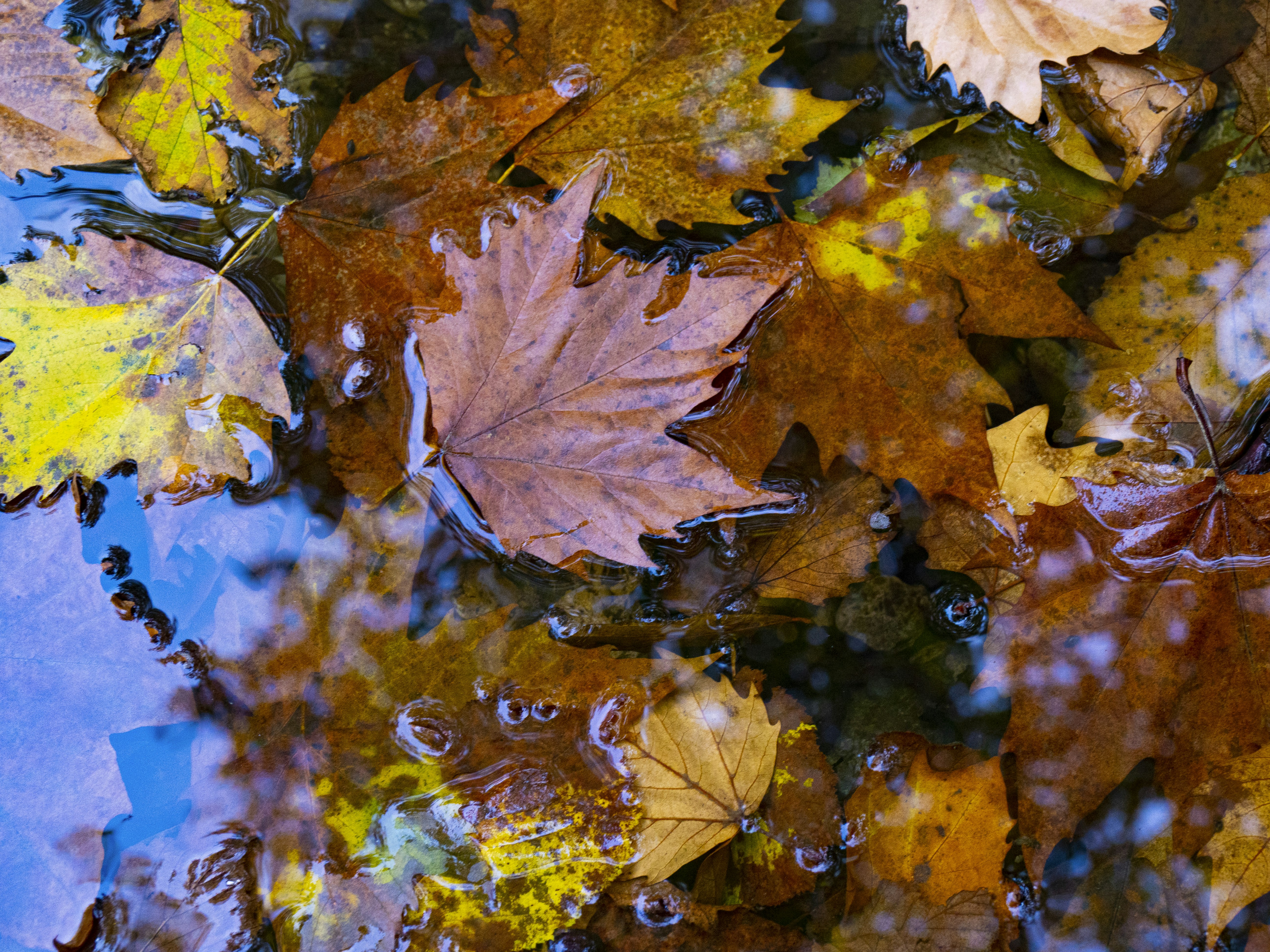 Photo by gopitri_prem