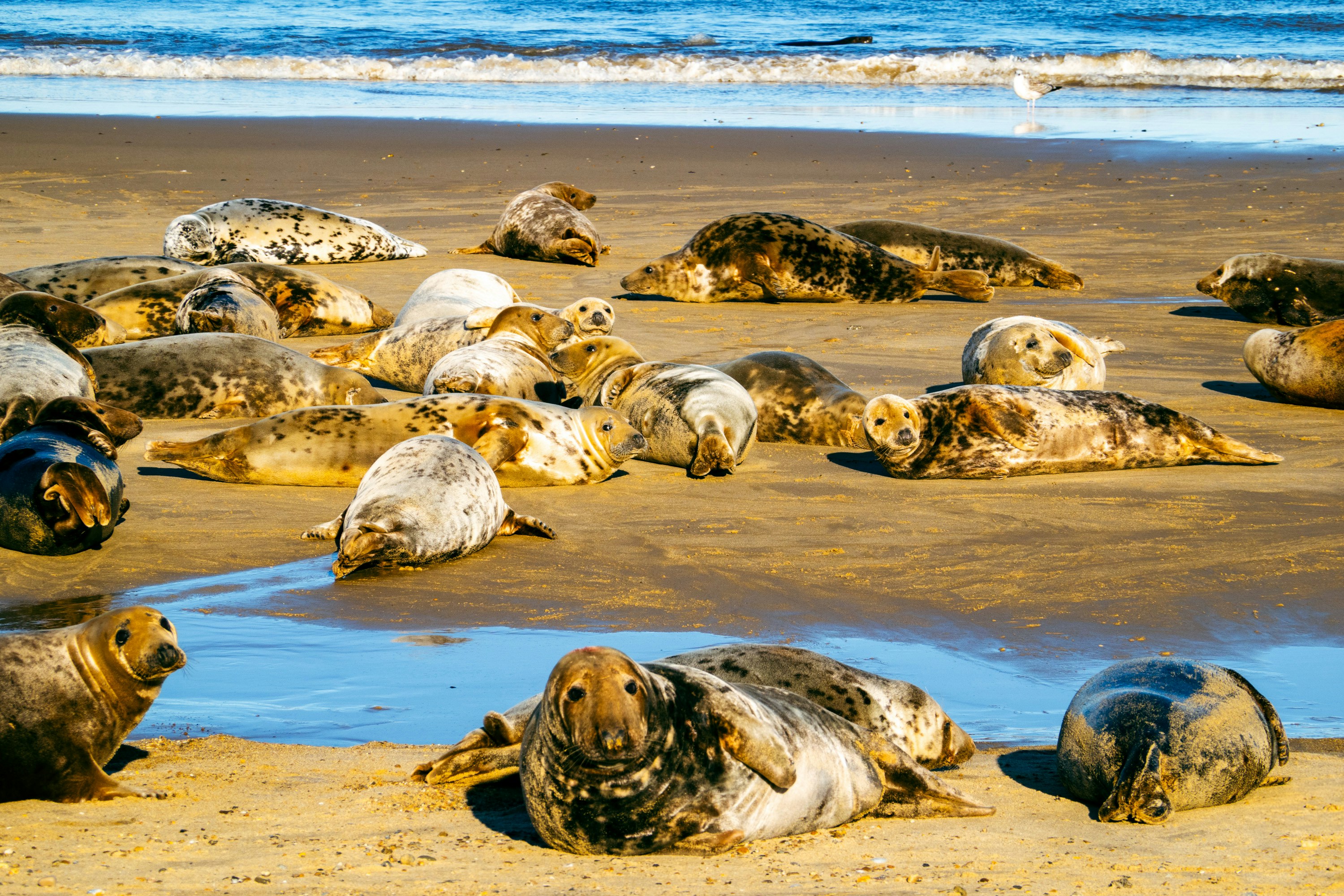 A group of sea lions laying on a beach