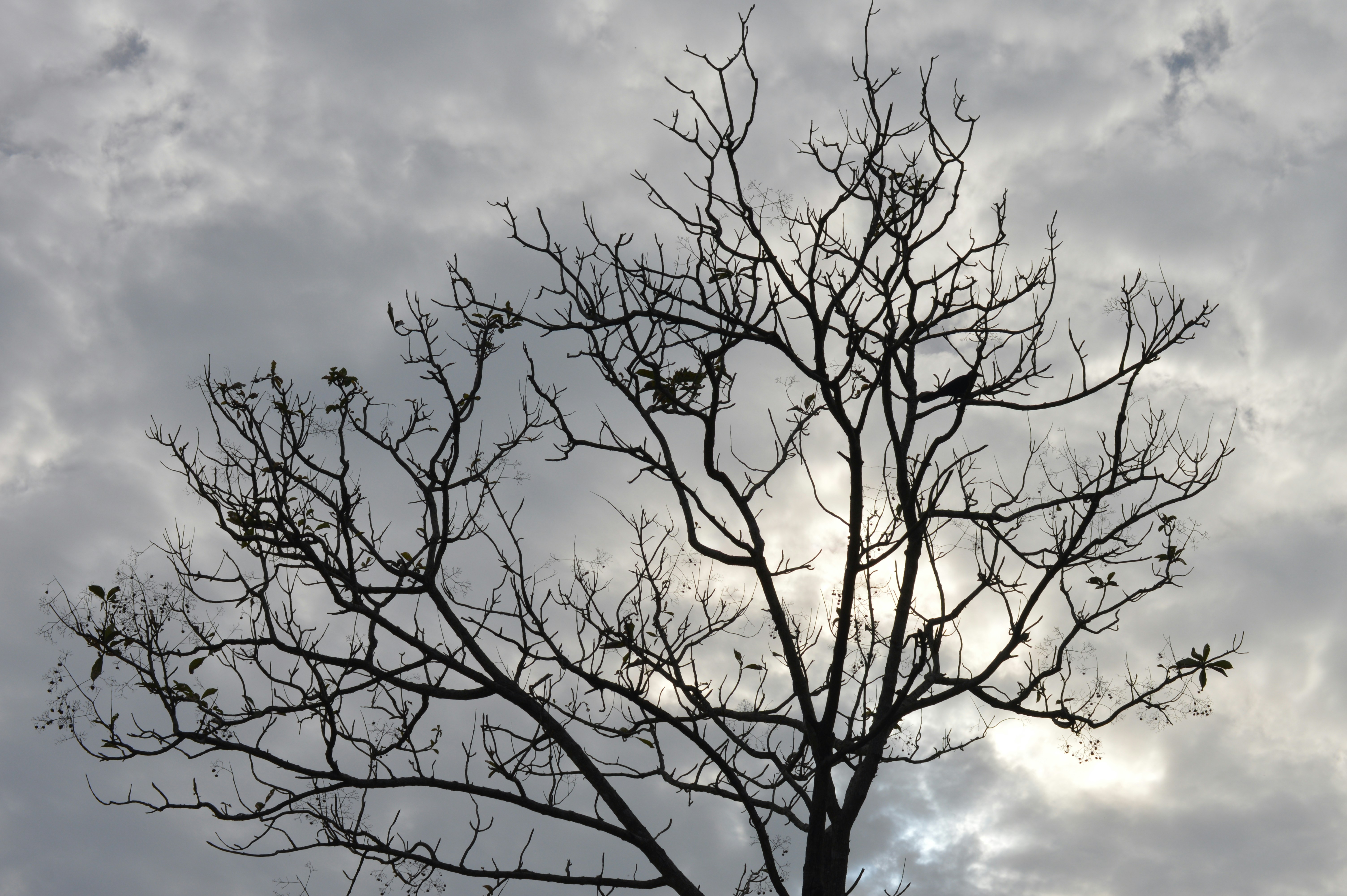 Photo by jithinvijayamohanan