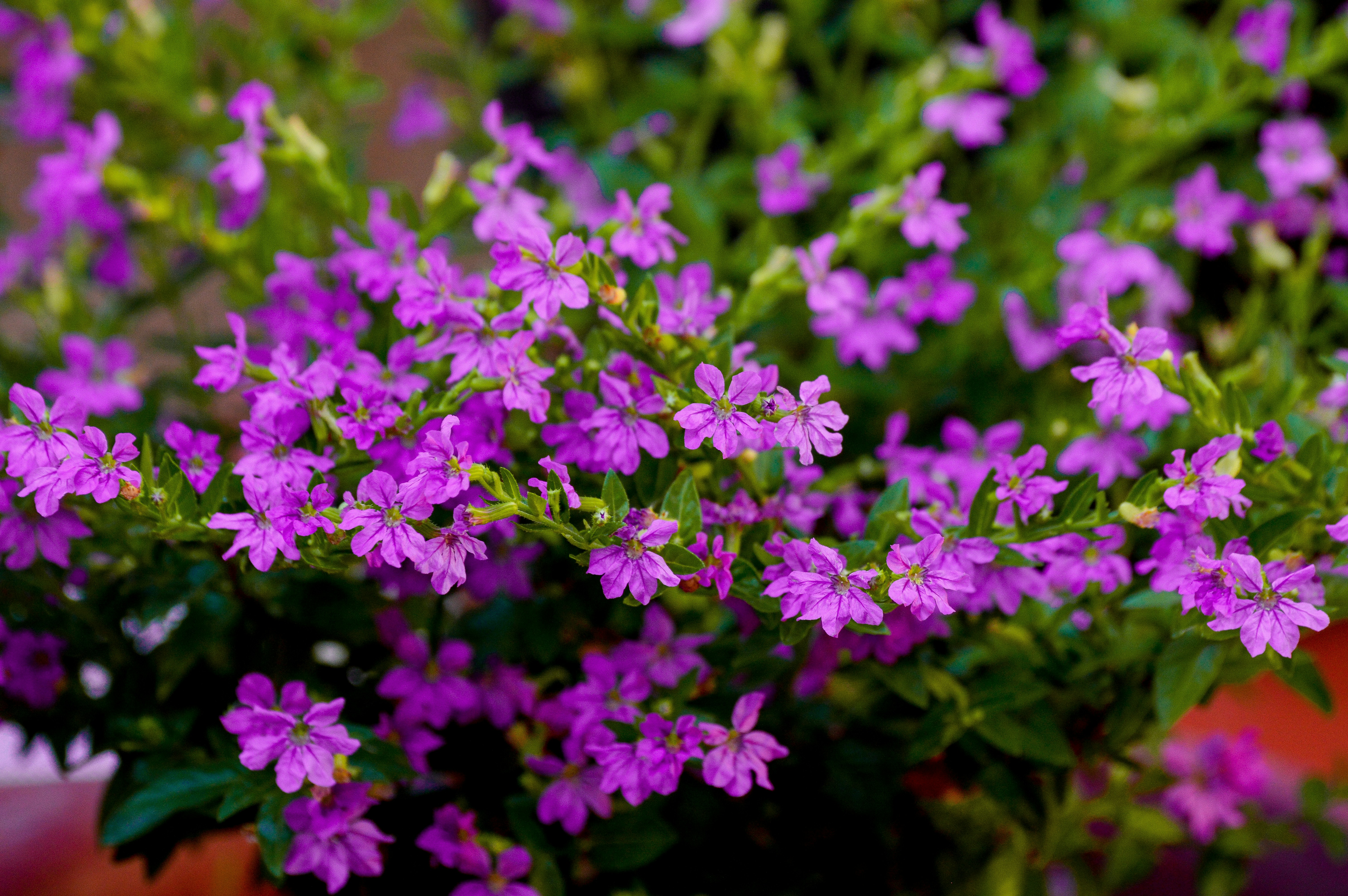 Photo by jithinvijayamohanan