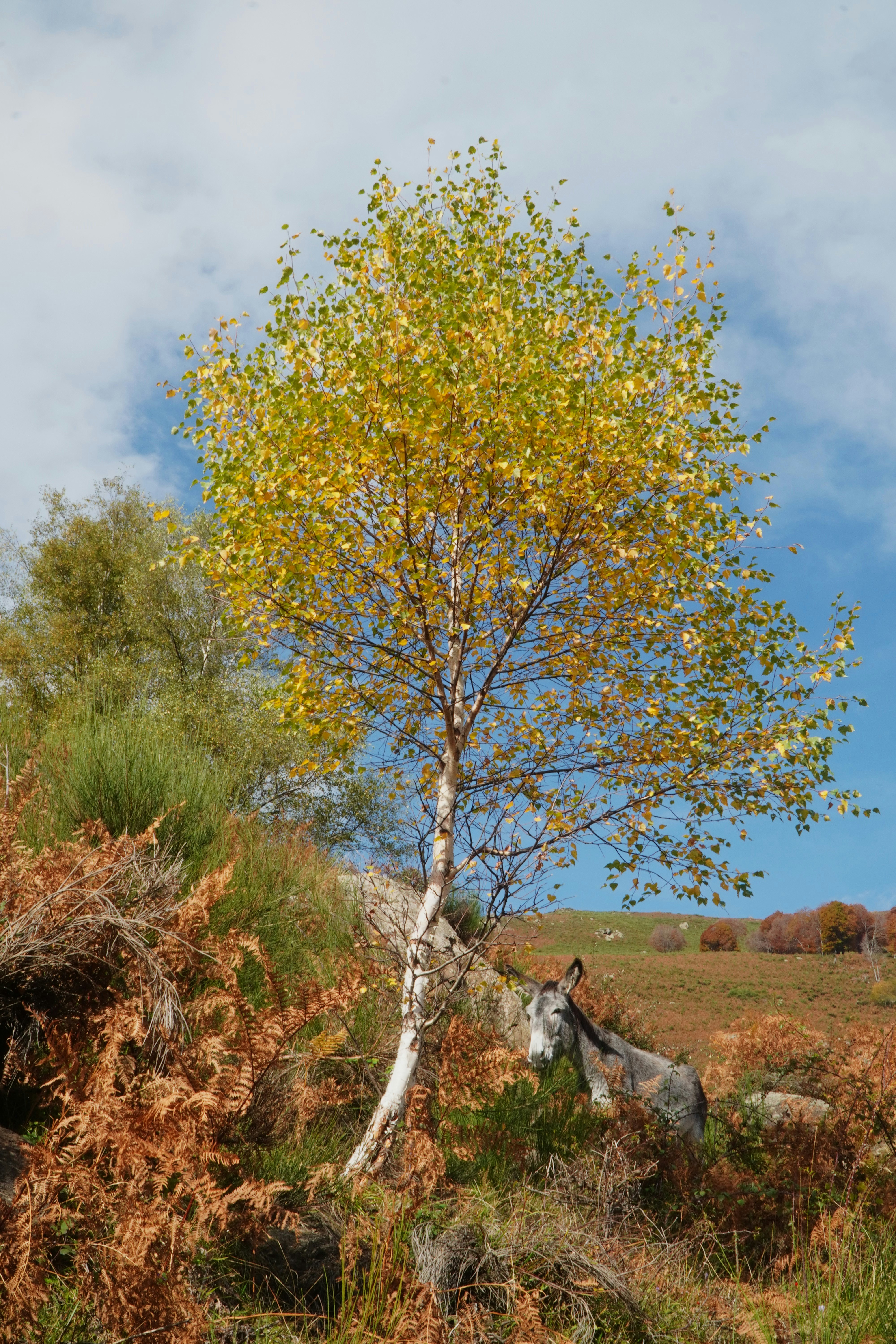 A tree with yellow leaves on a hill