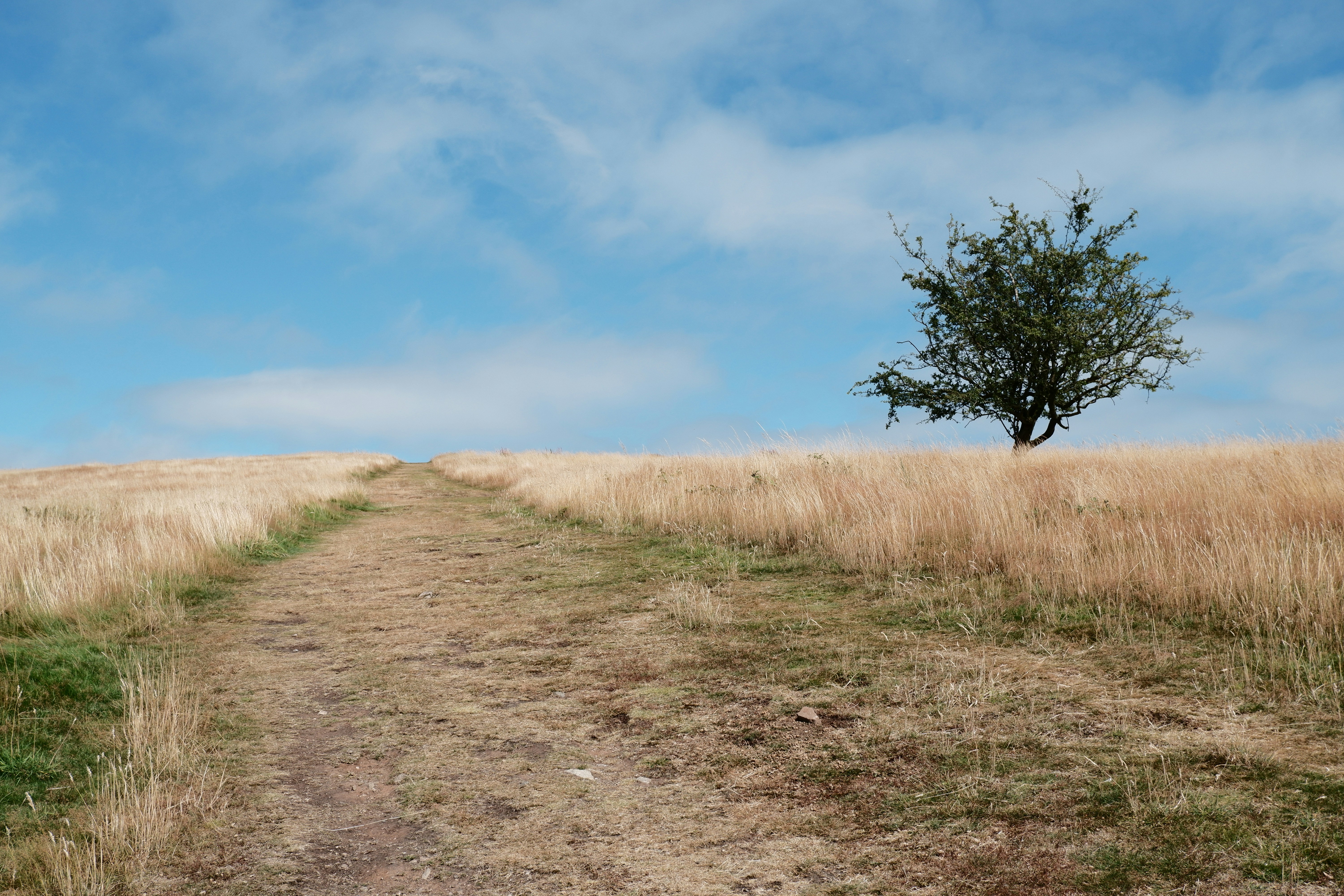 Pénurie d'eau "d'importance nationale" : l'Angleterre face à la sécheresse historique