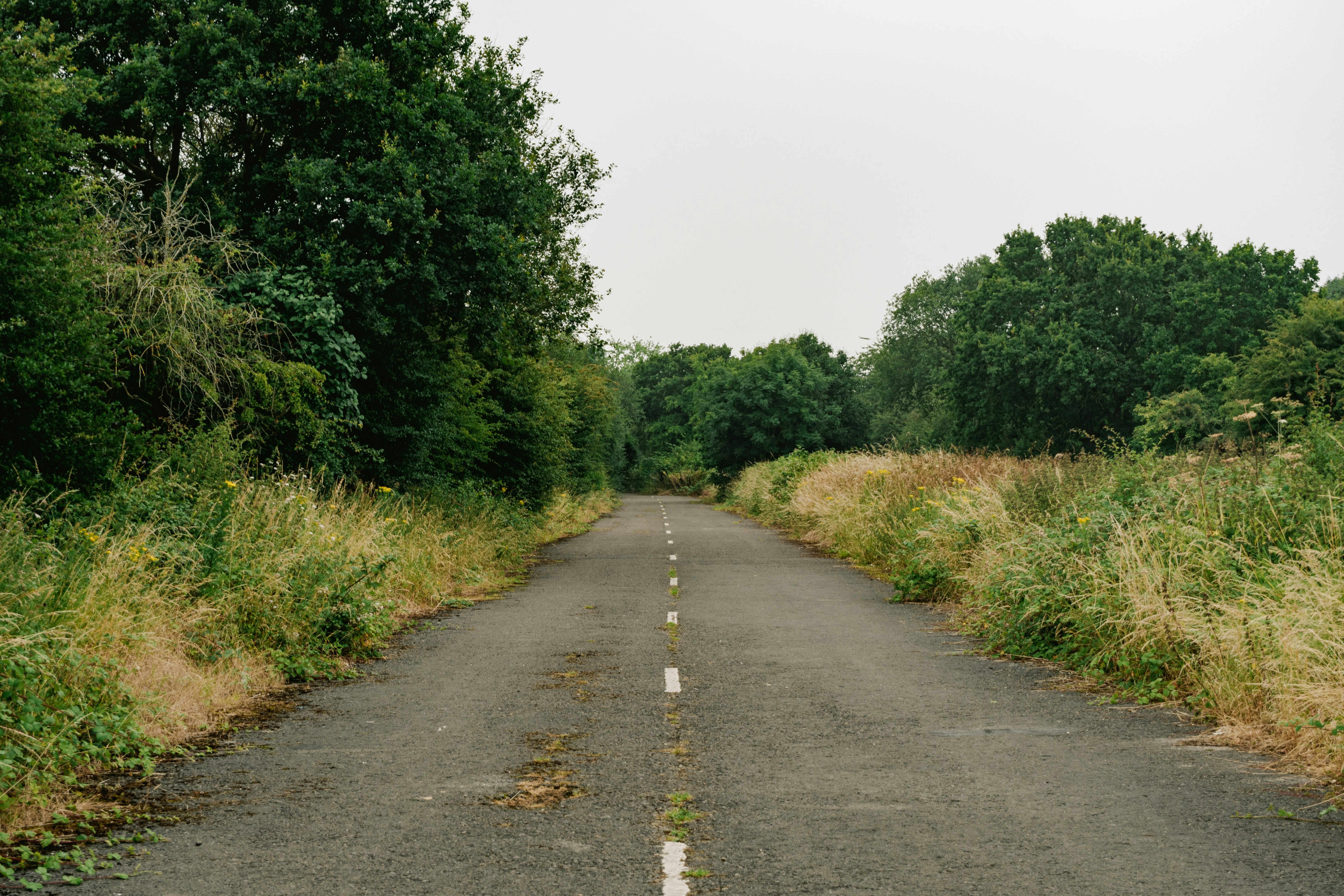 An empty road surrounded by tall grass and trees