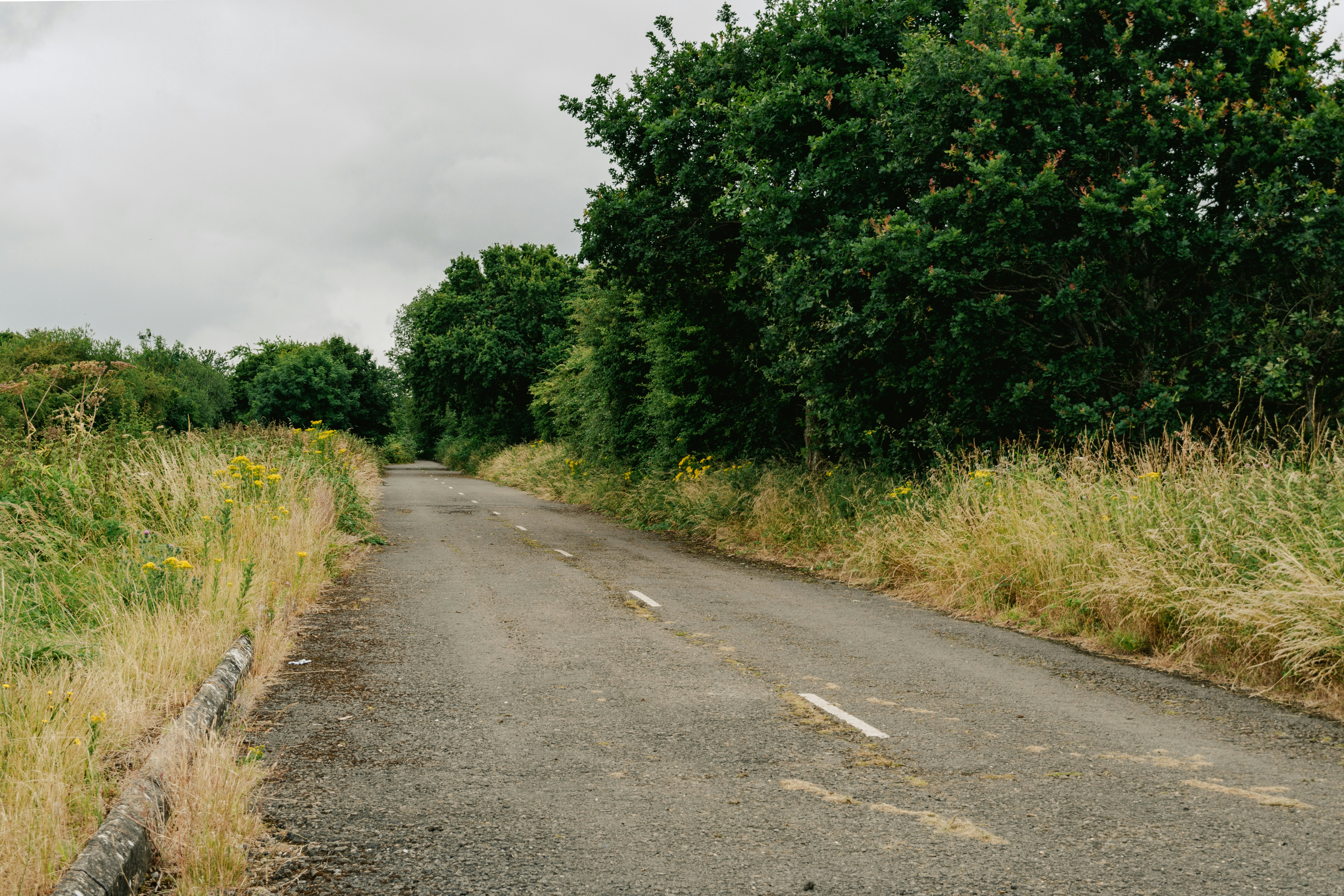 An empty road surrounded by tall grass and trees