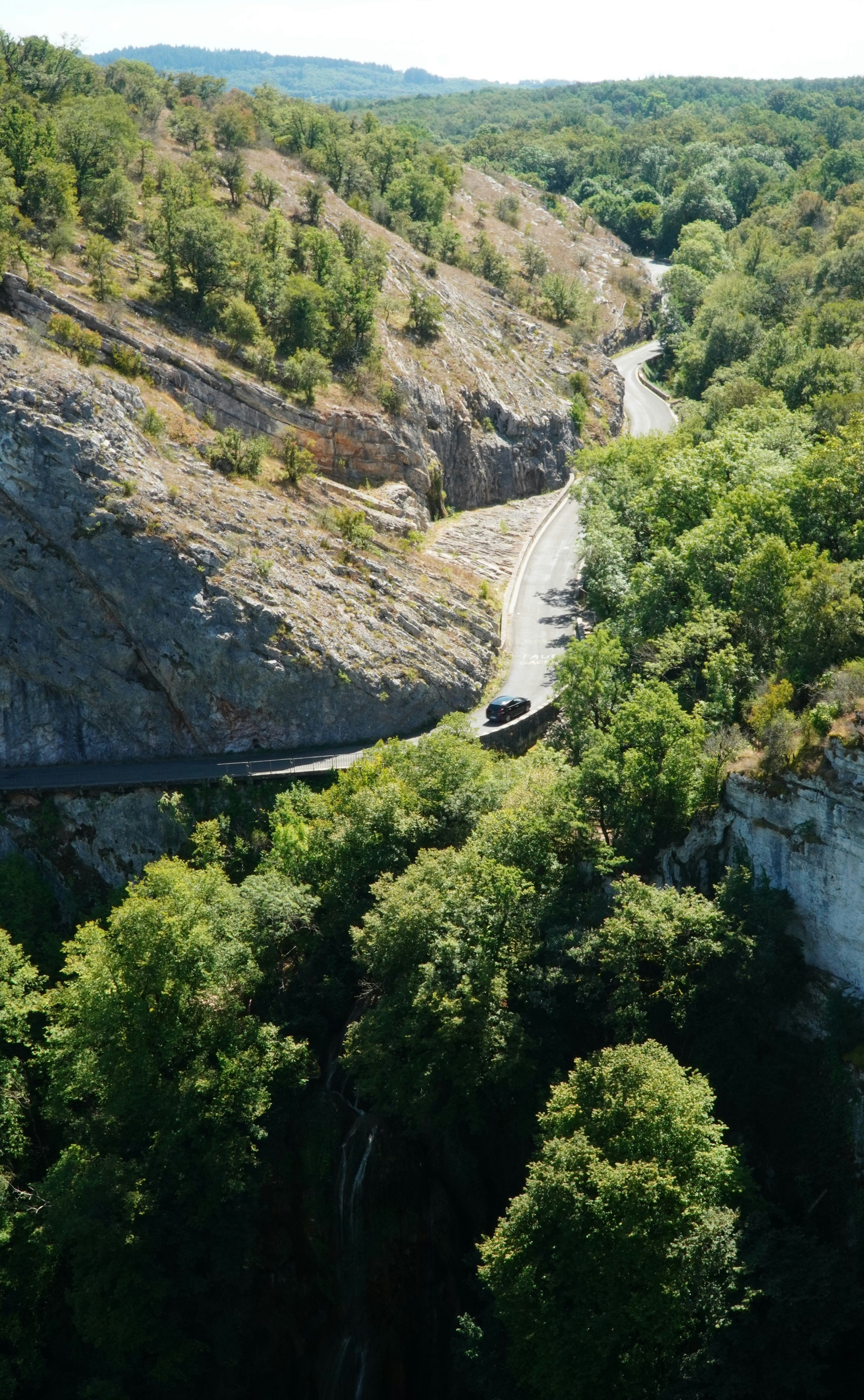 A train traveling through a lush green forest