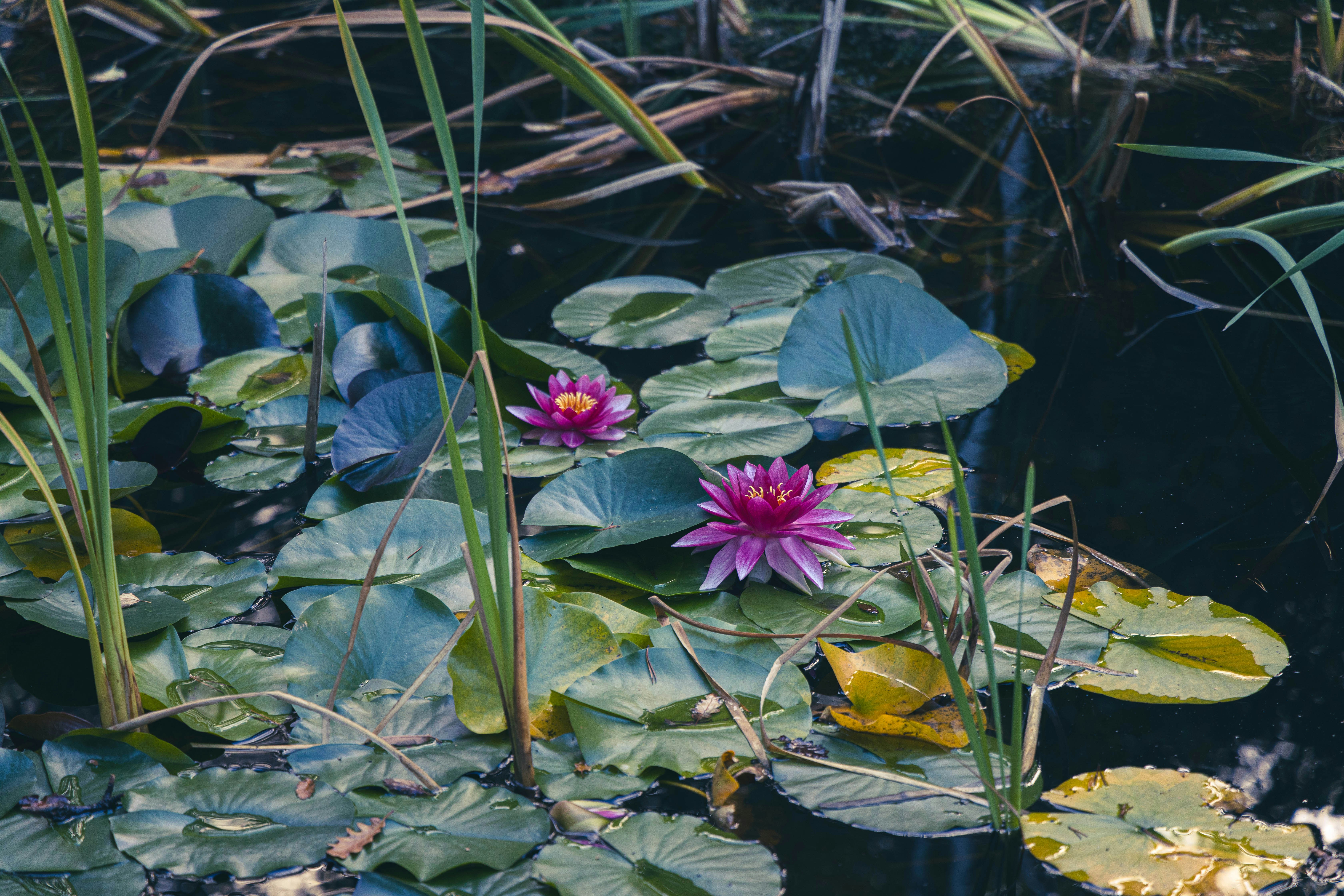 A group of water lilies floating on top of a pond