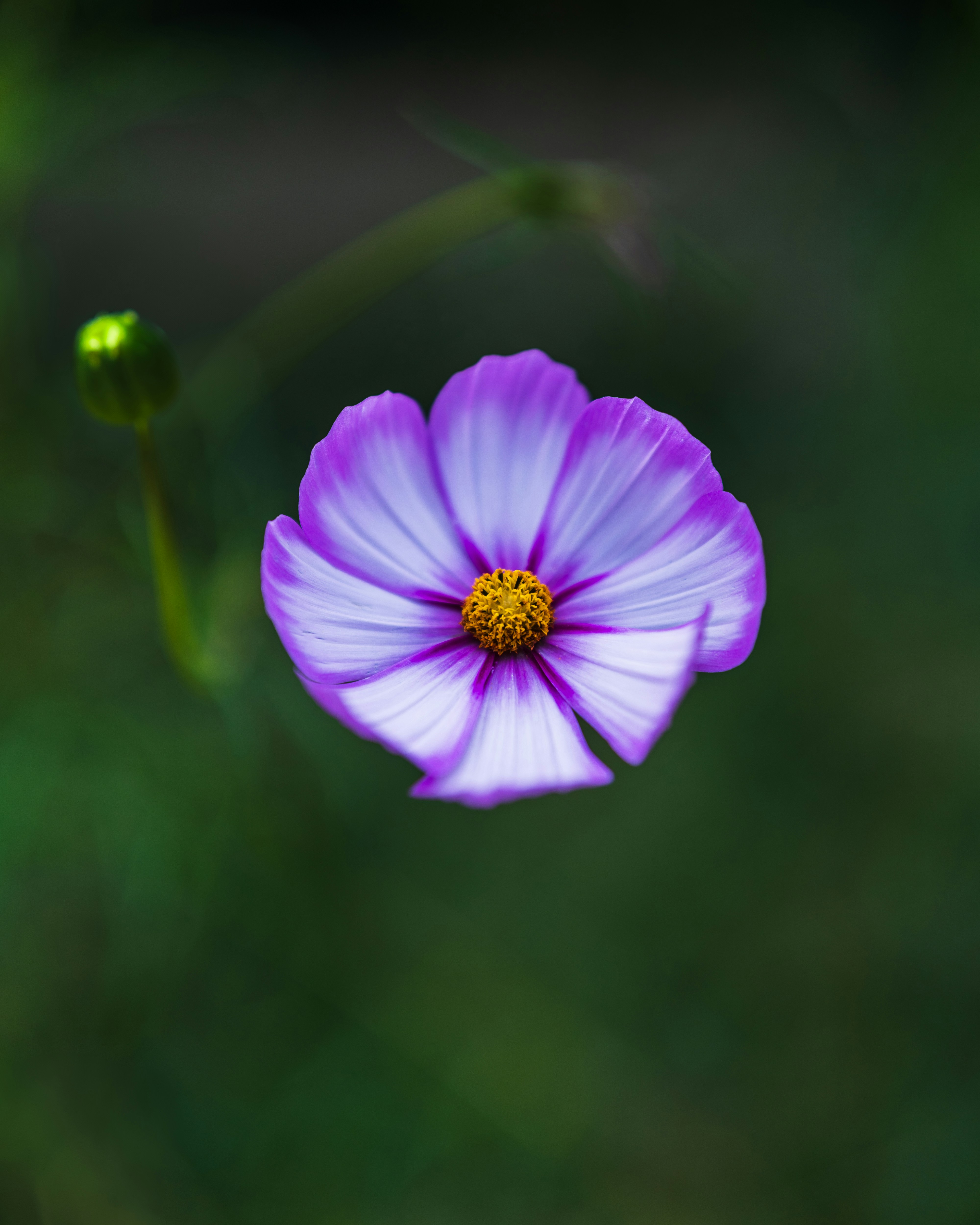 Photo by bangscreative