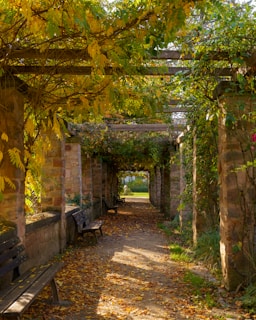 A wooden bench sitting under a pergoline covered pergoline