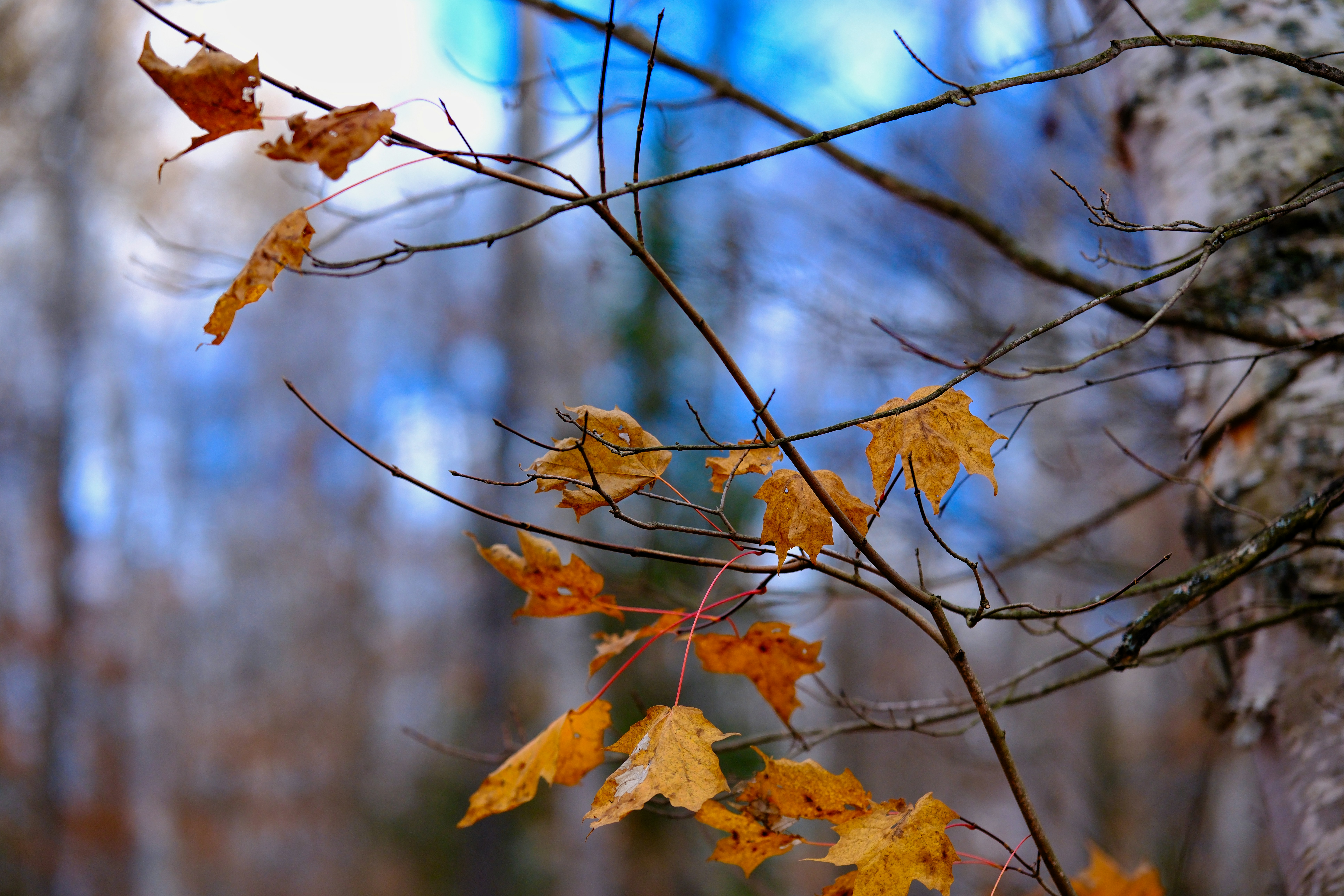 Photo by surjasendas