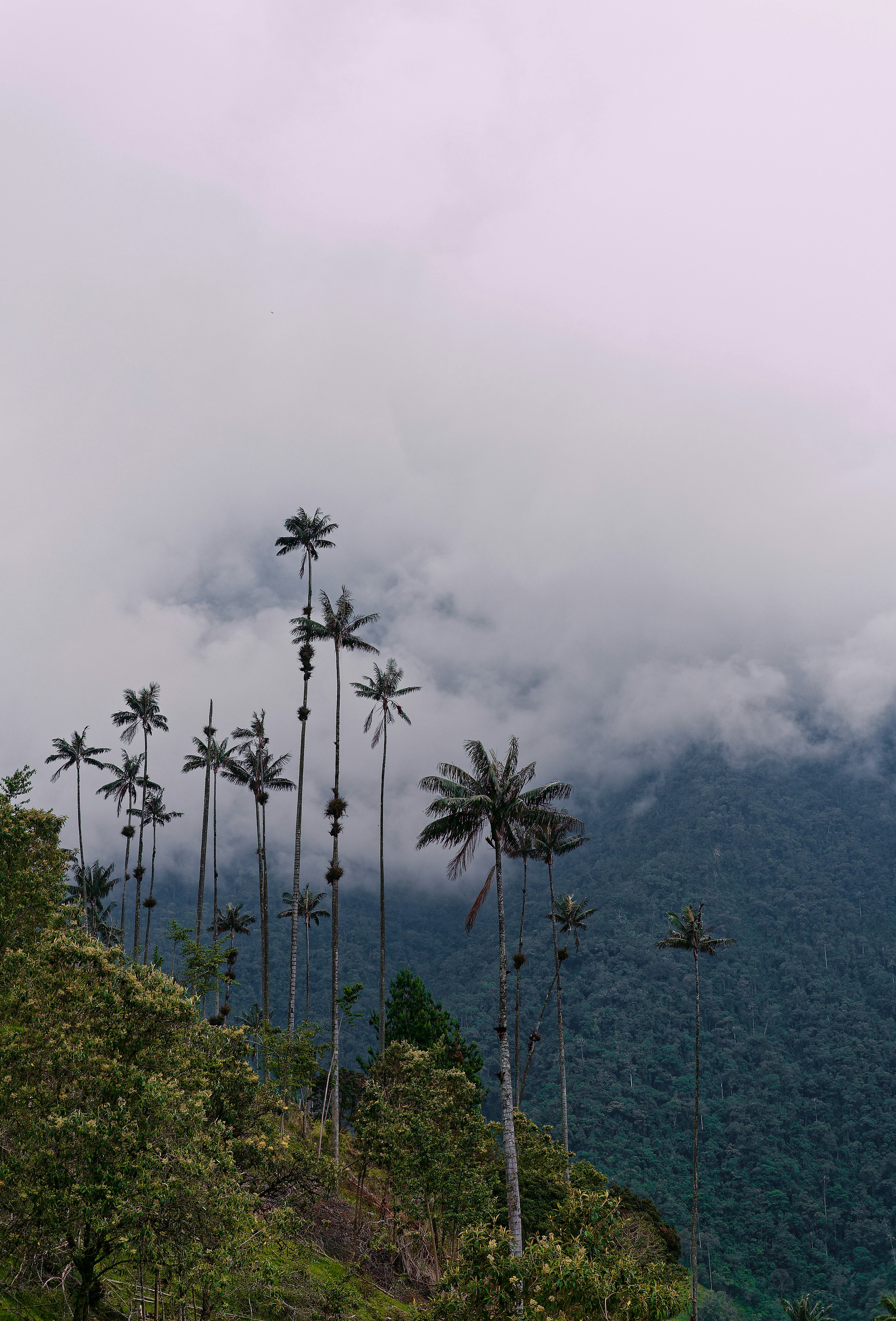 A group of palm trees on the side of a mountain