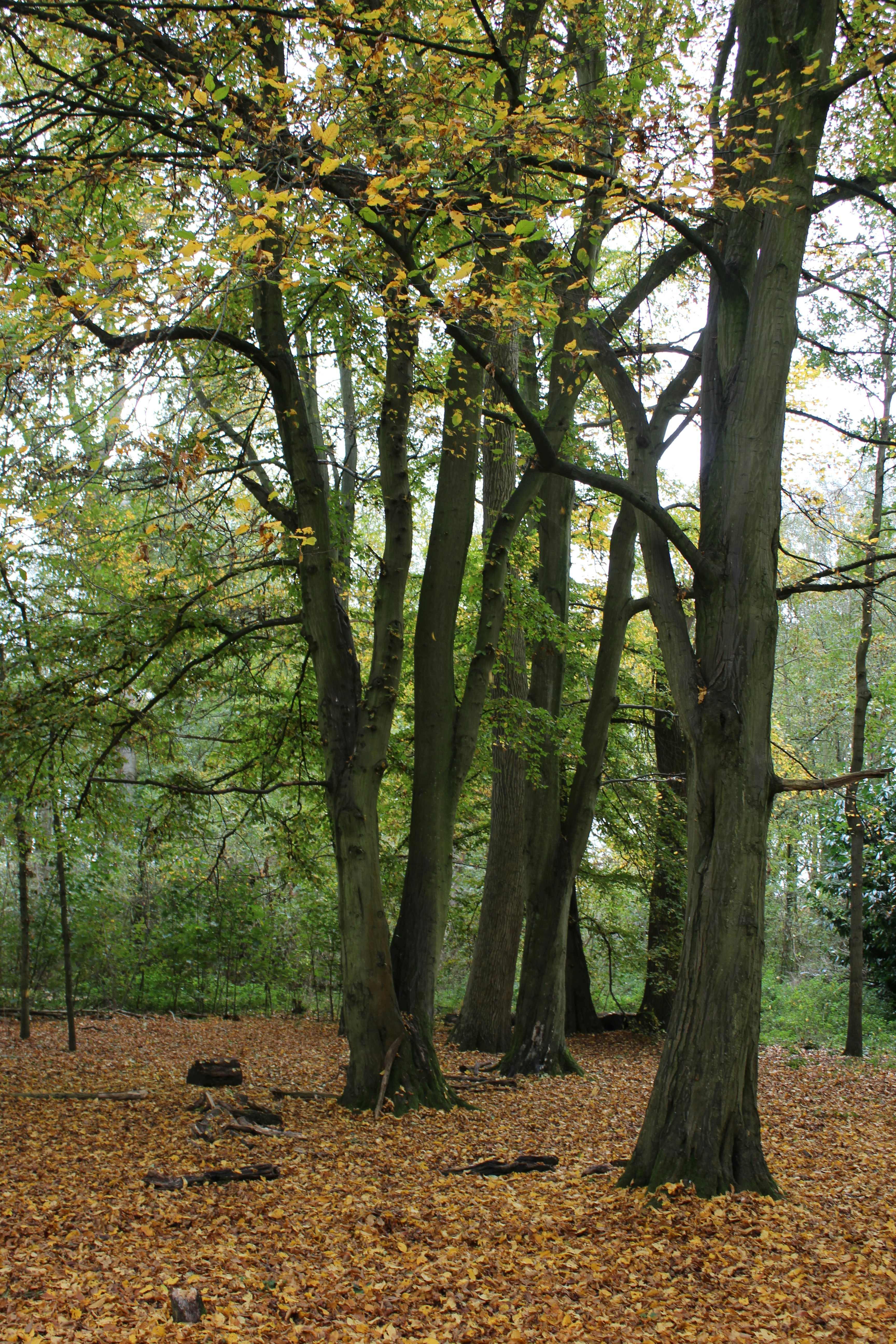 A group of trees with leaves on the ground