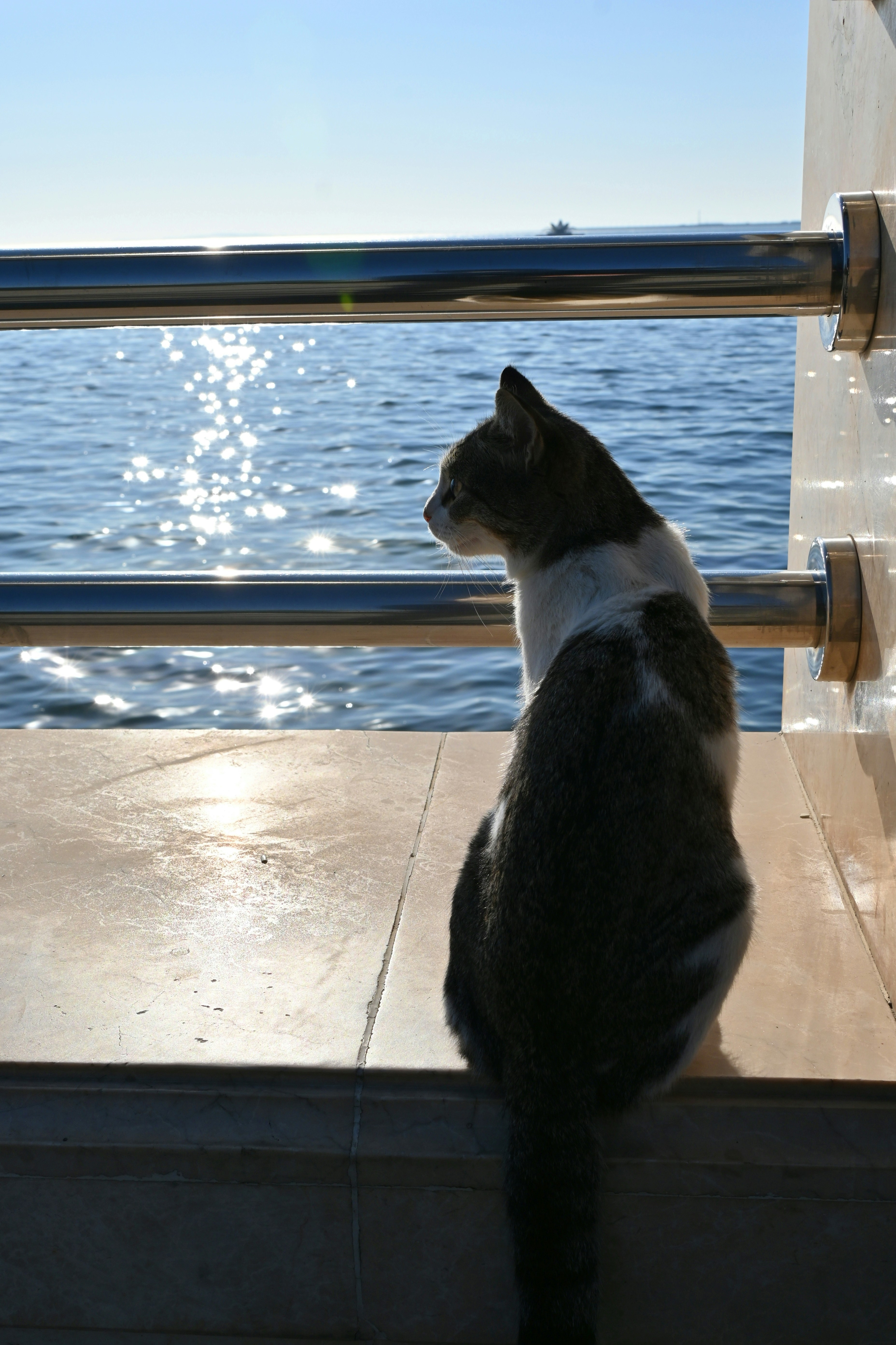 Grace in Movement: How Cats Embody Flow (image credits: unsplash)