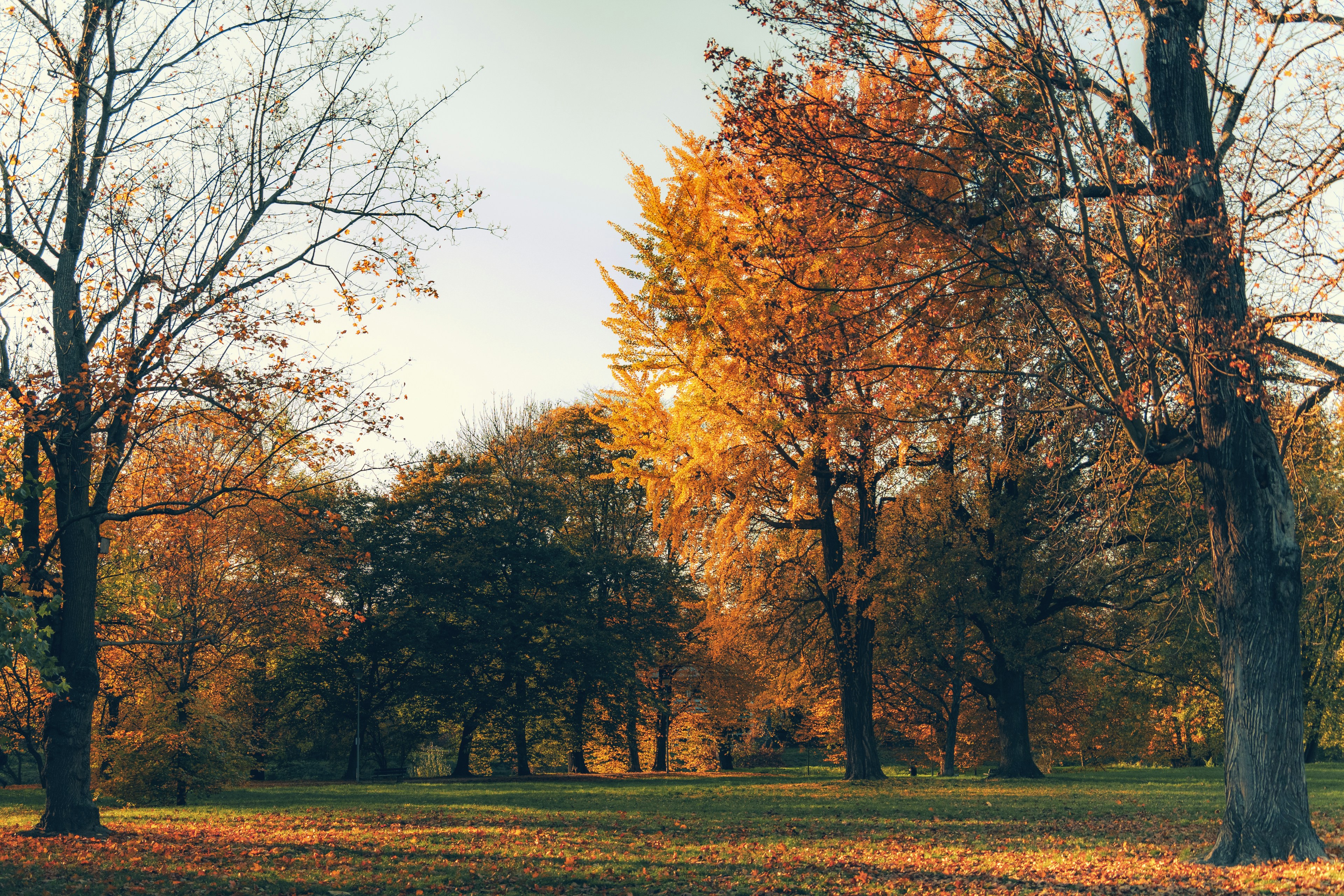 A park filled with lots of trees covered in leaves