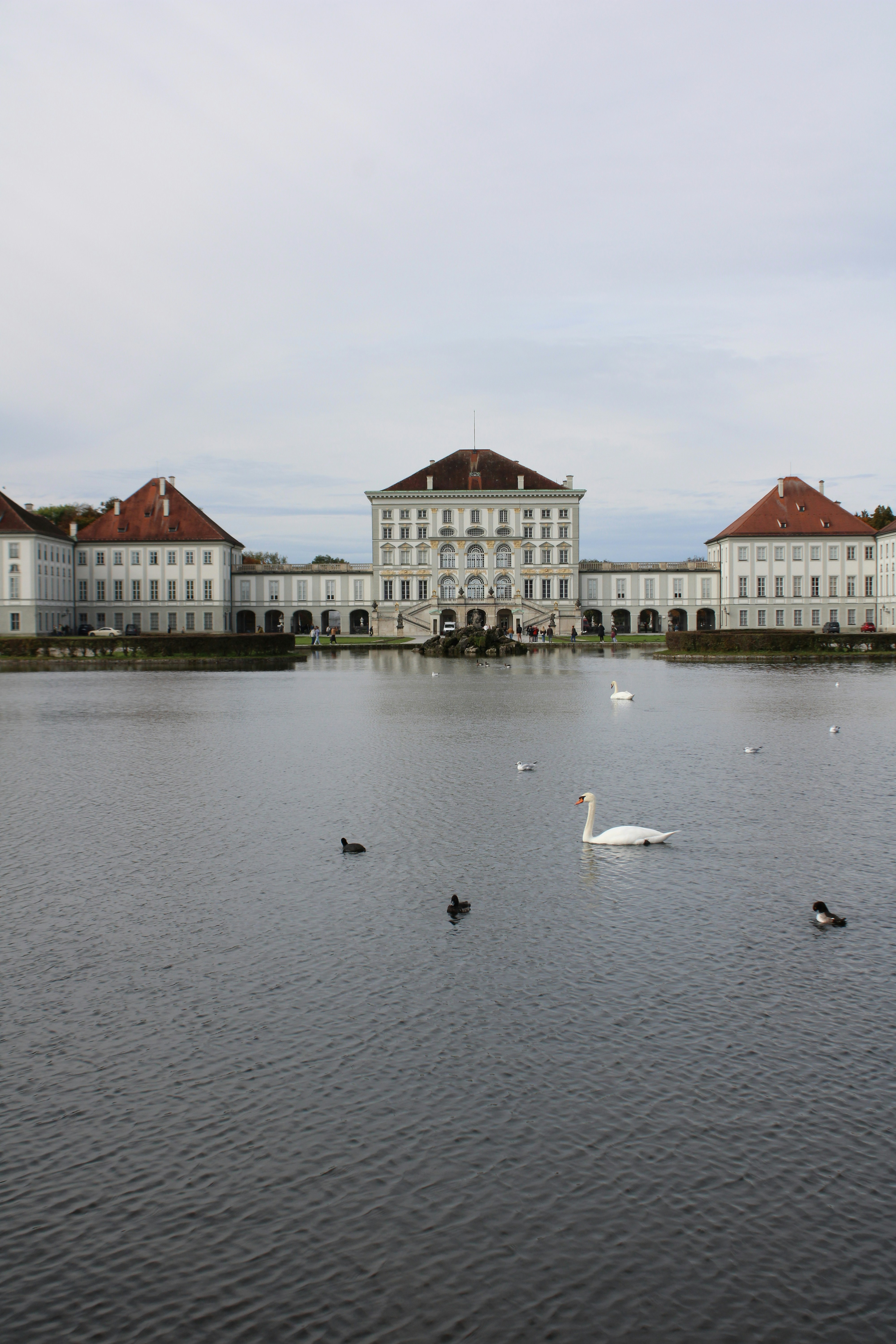 A large body of water with swans swimming in it