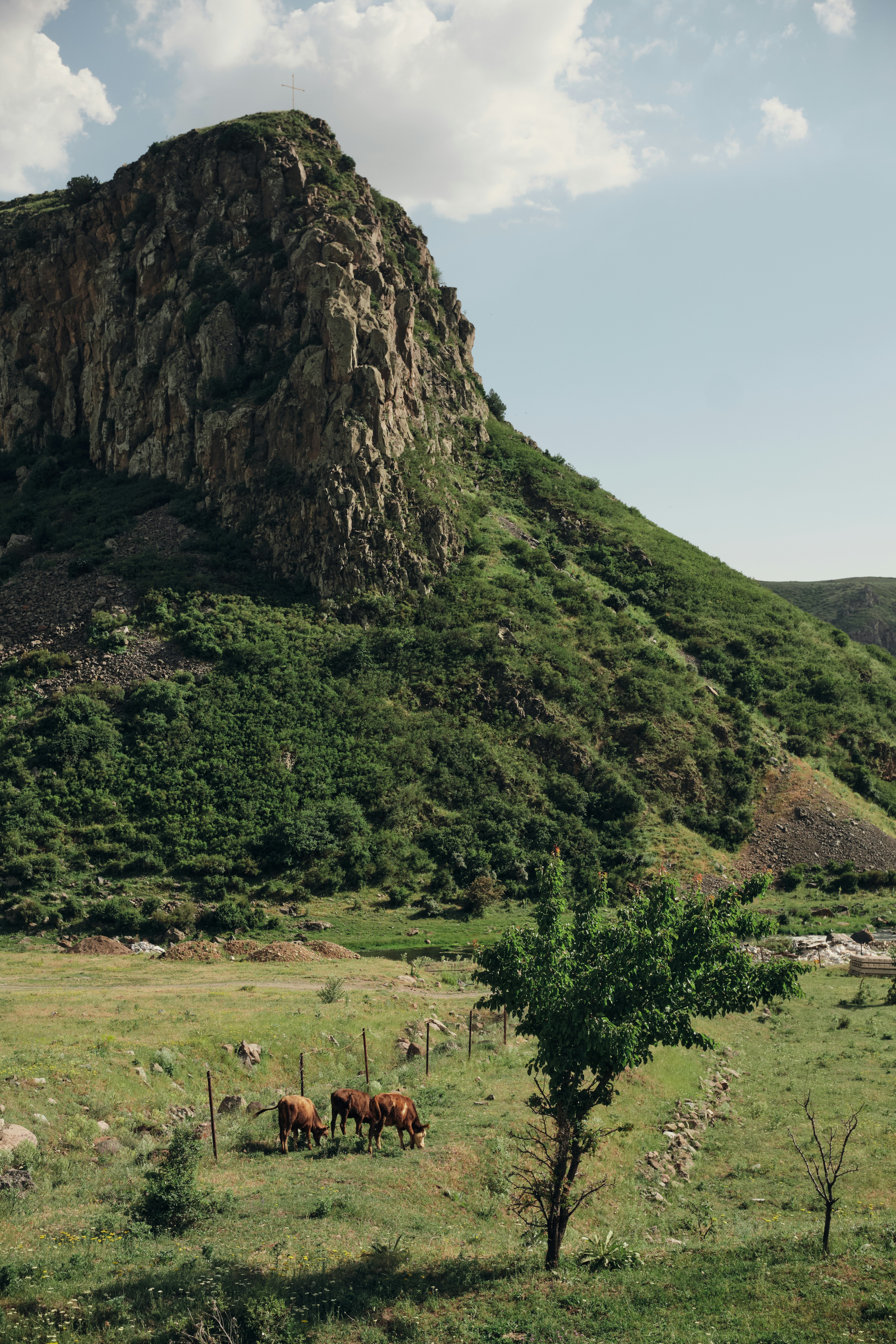緑豊かな丘の中腹で草を食む馬の群れ