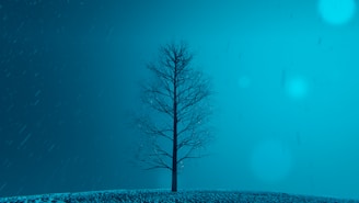 A lone tree on a snowy hill at night