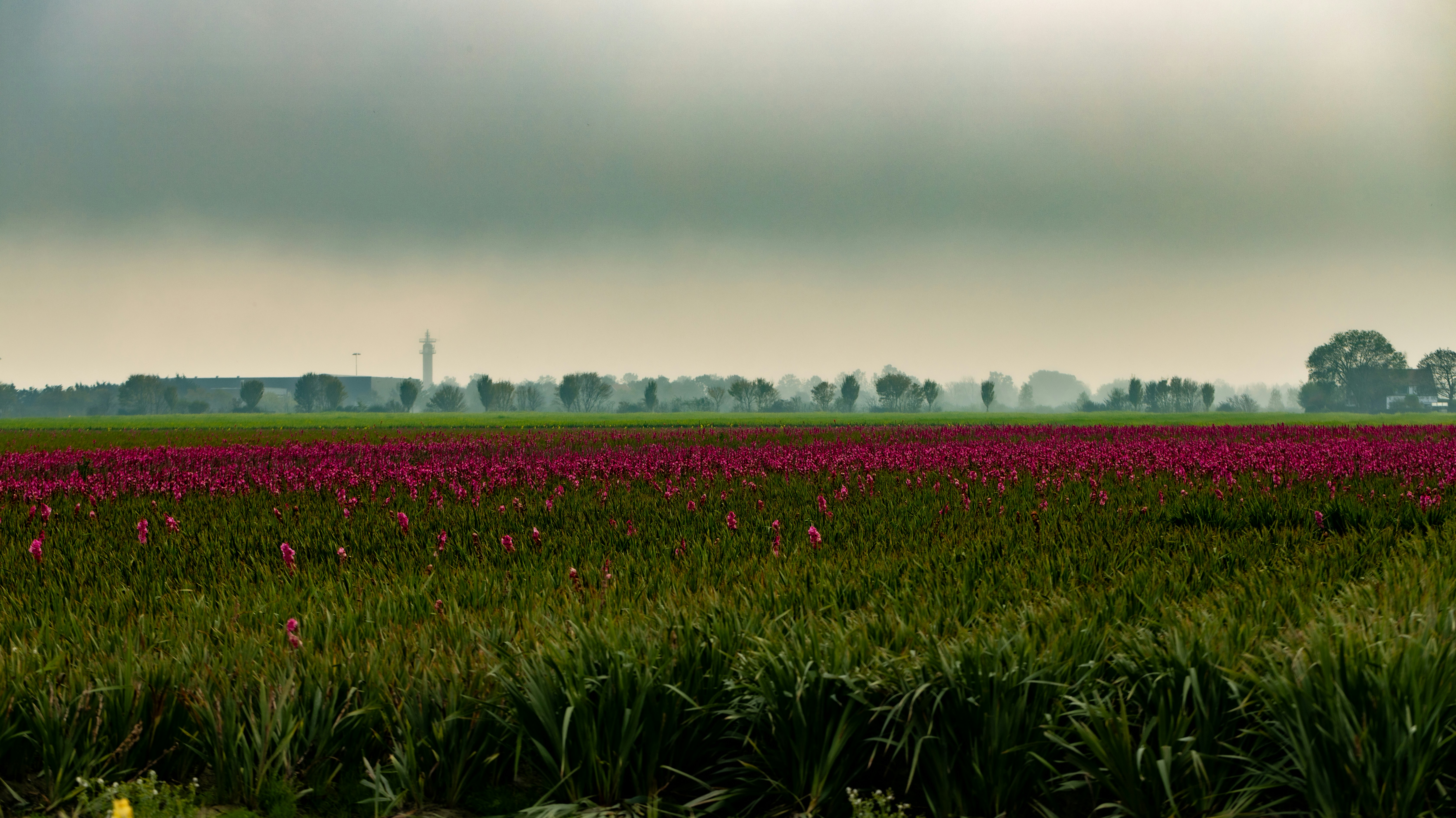 A field of flowers under a cloudy sky, 