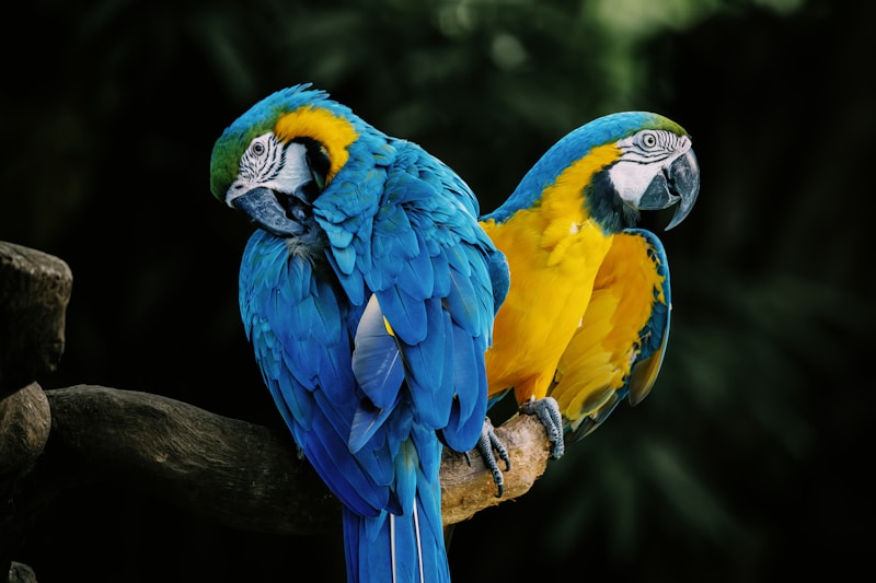 Perroquets colorés complices