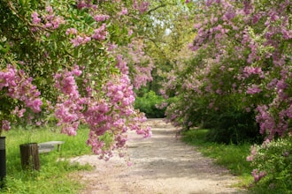 Accompagnement avec le coaching , l'hypnose