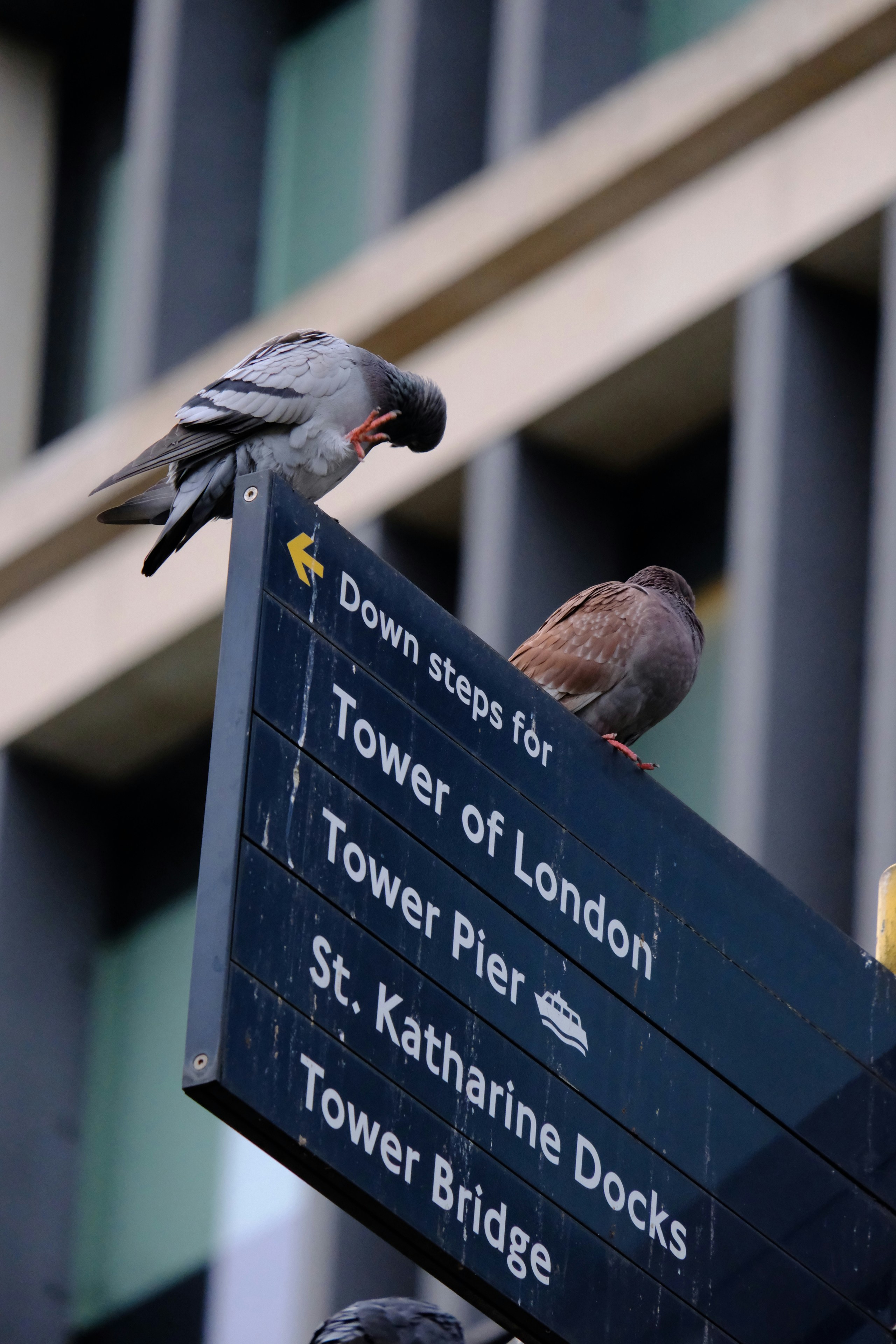 The Psychology of Coexistence: Human Responses to Wildlife (image credits: unsplash)