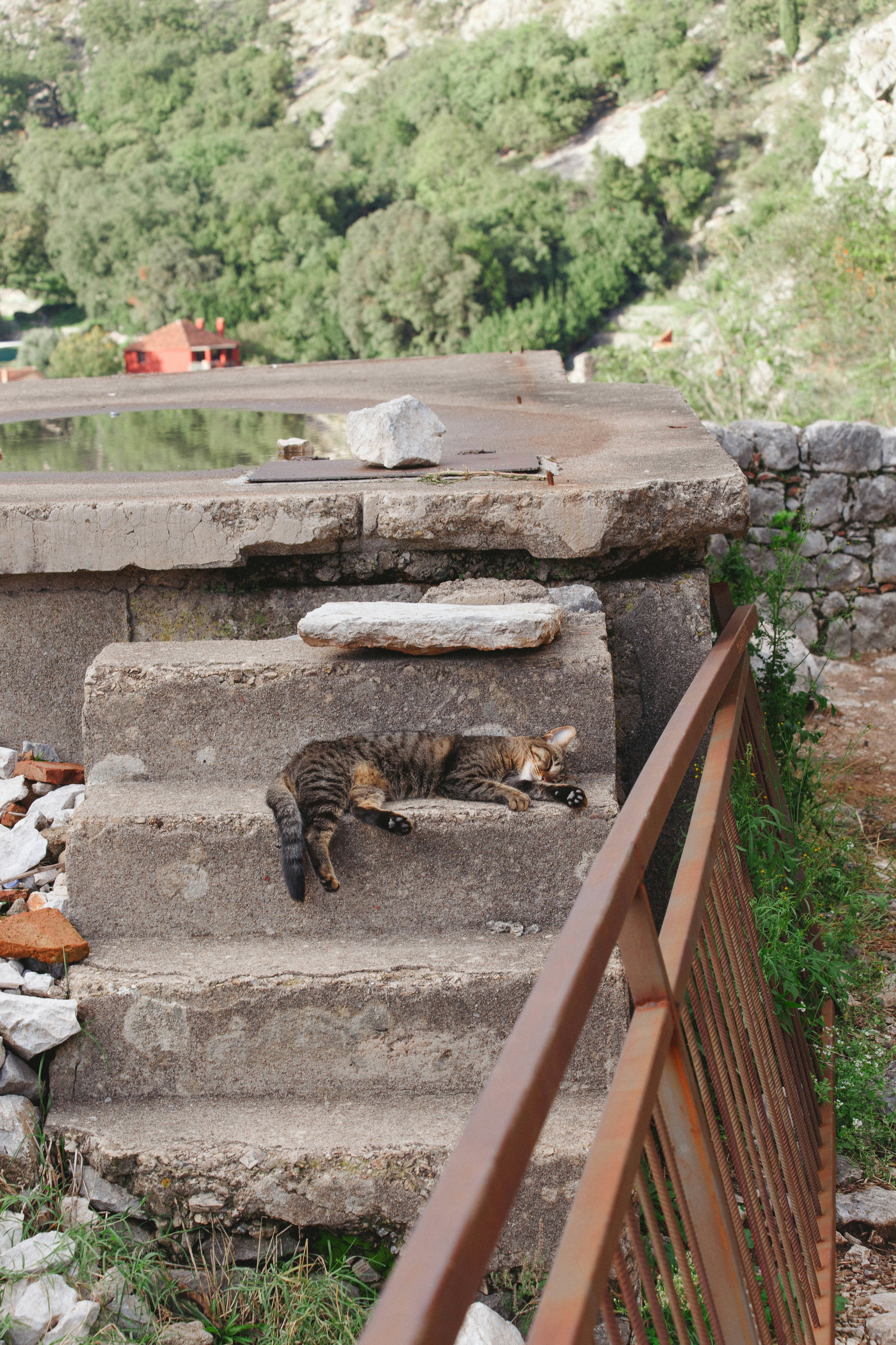 6 Cat Wall Bridges Designs for Senior Cats