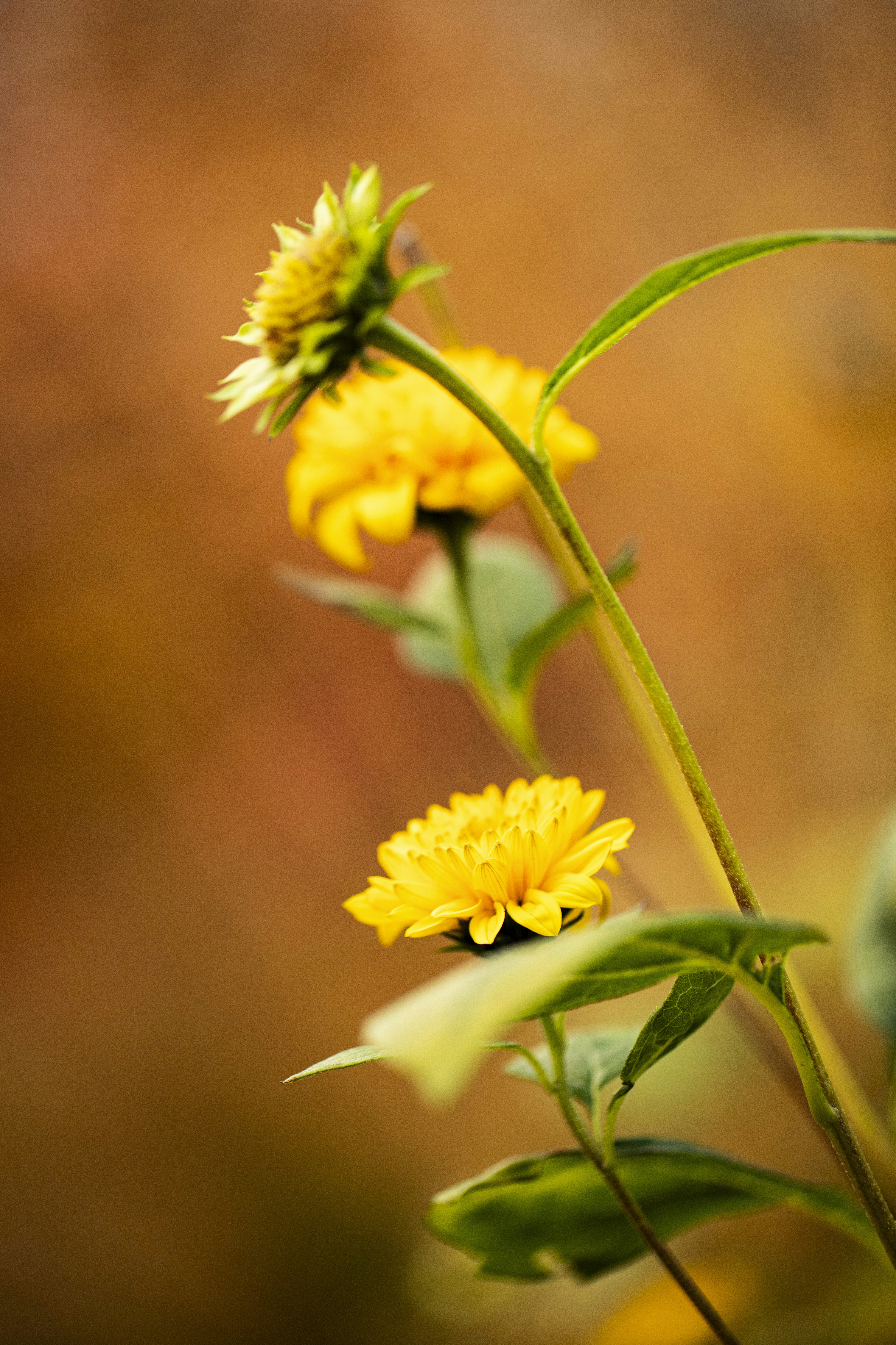 Photo by stef_enheart