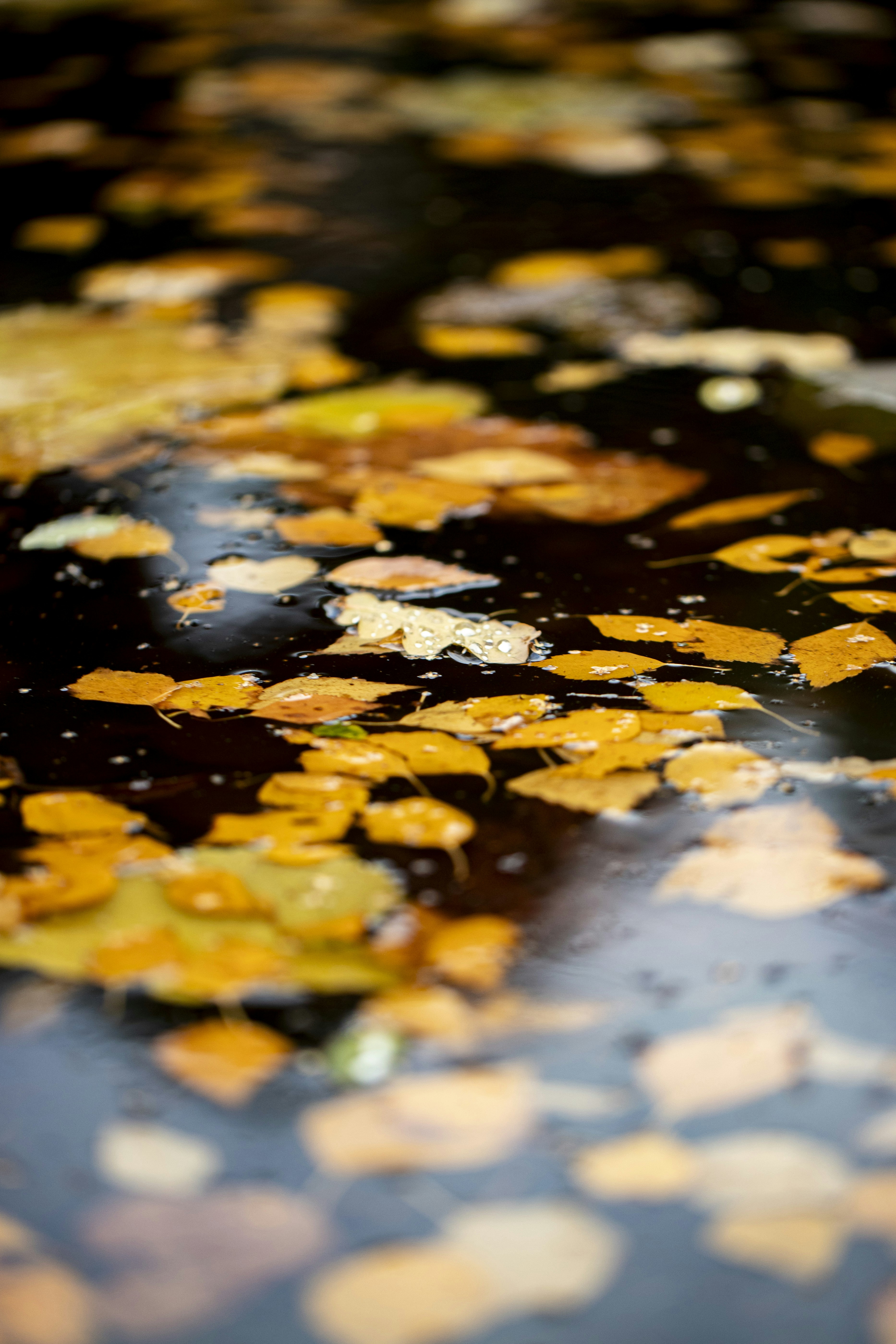 Photo by stef_enheart