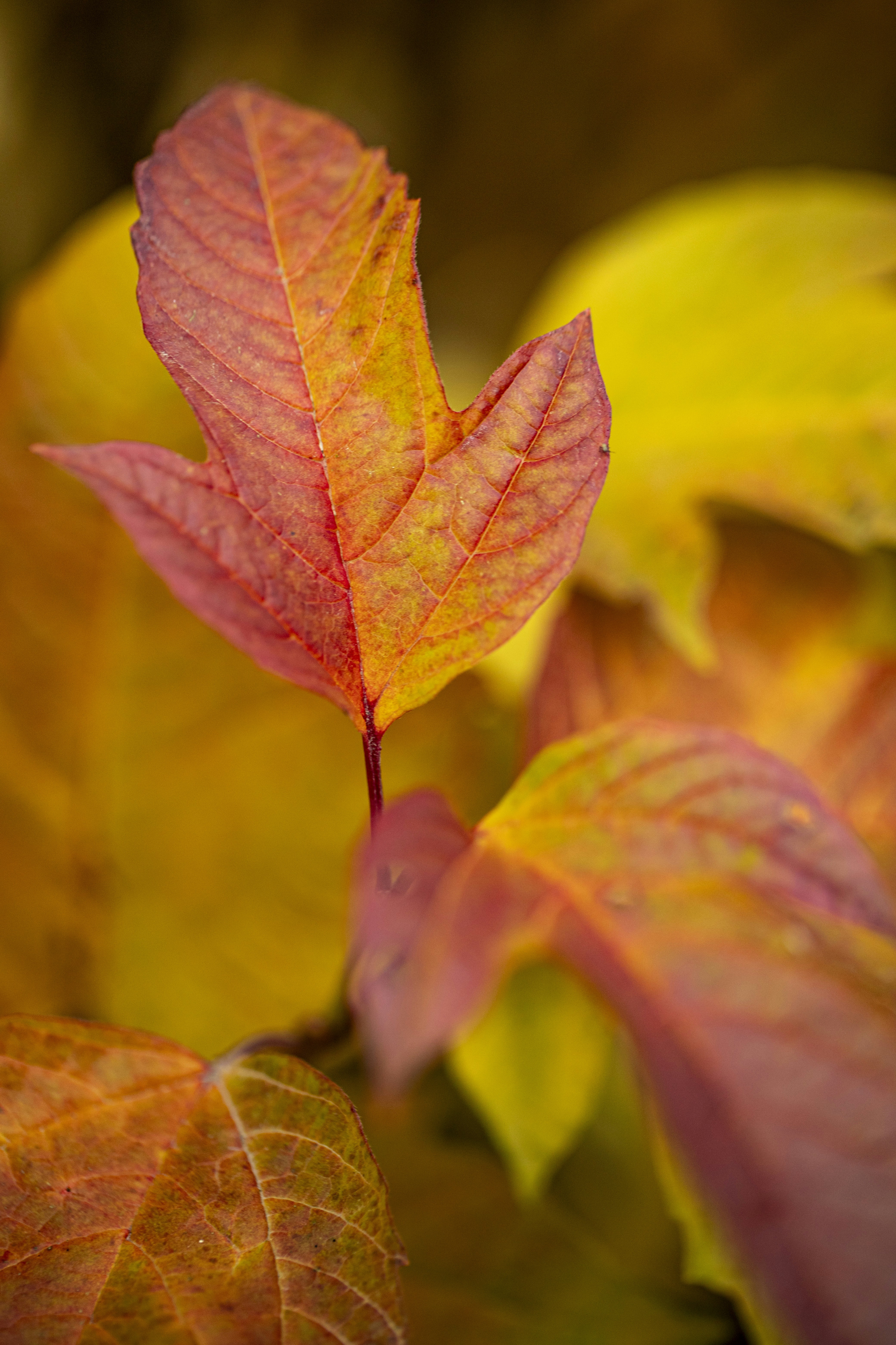 Photo by stef_enheart