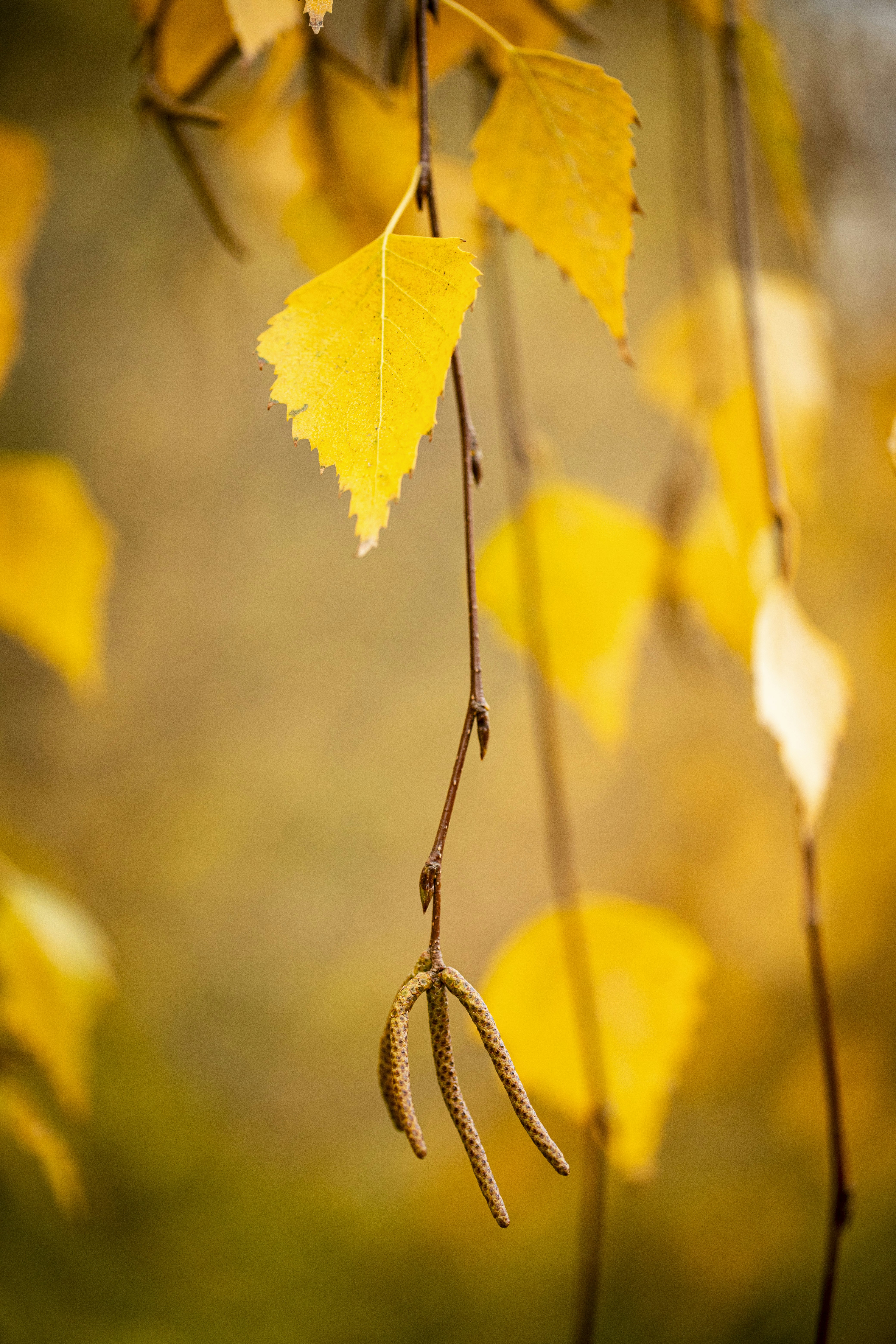 Photo by stef_enheart