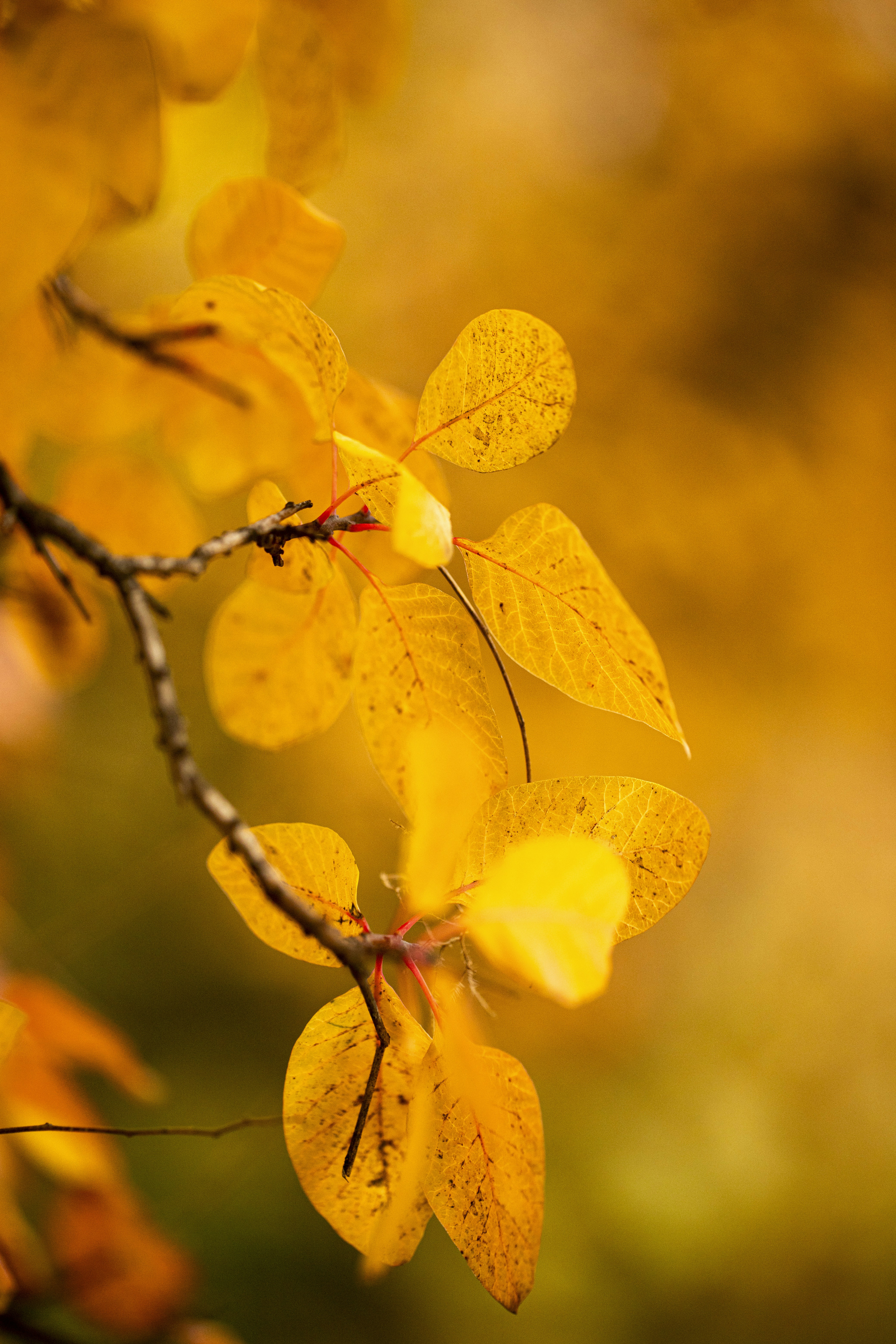 Photo by stef_enheart