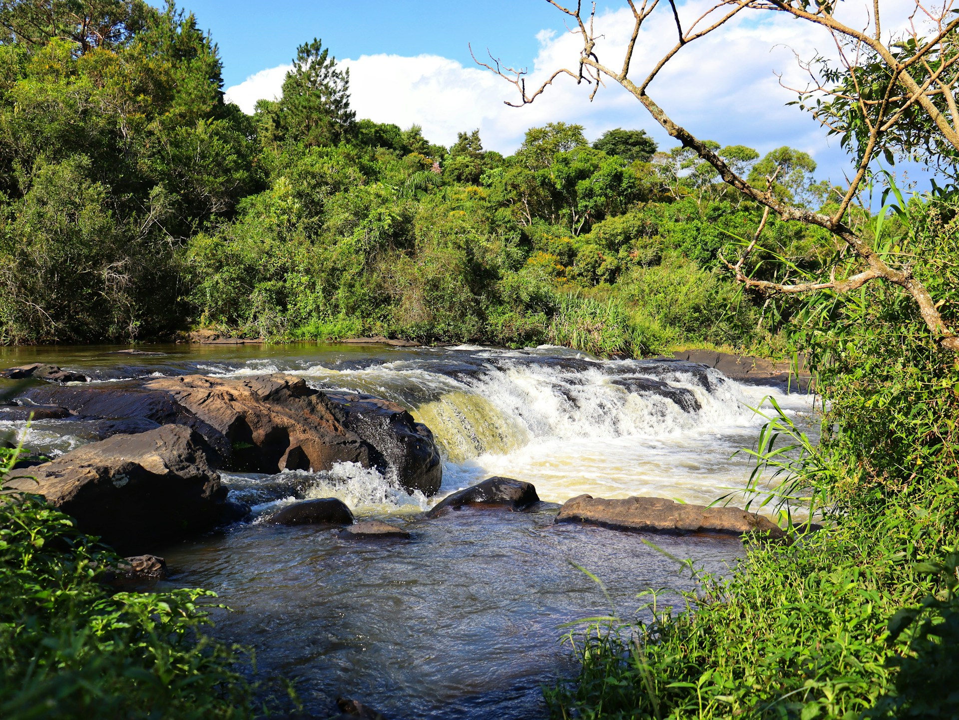 A river running through a lush green forest