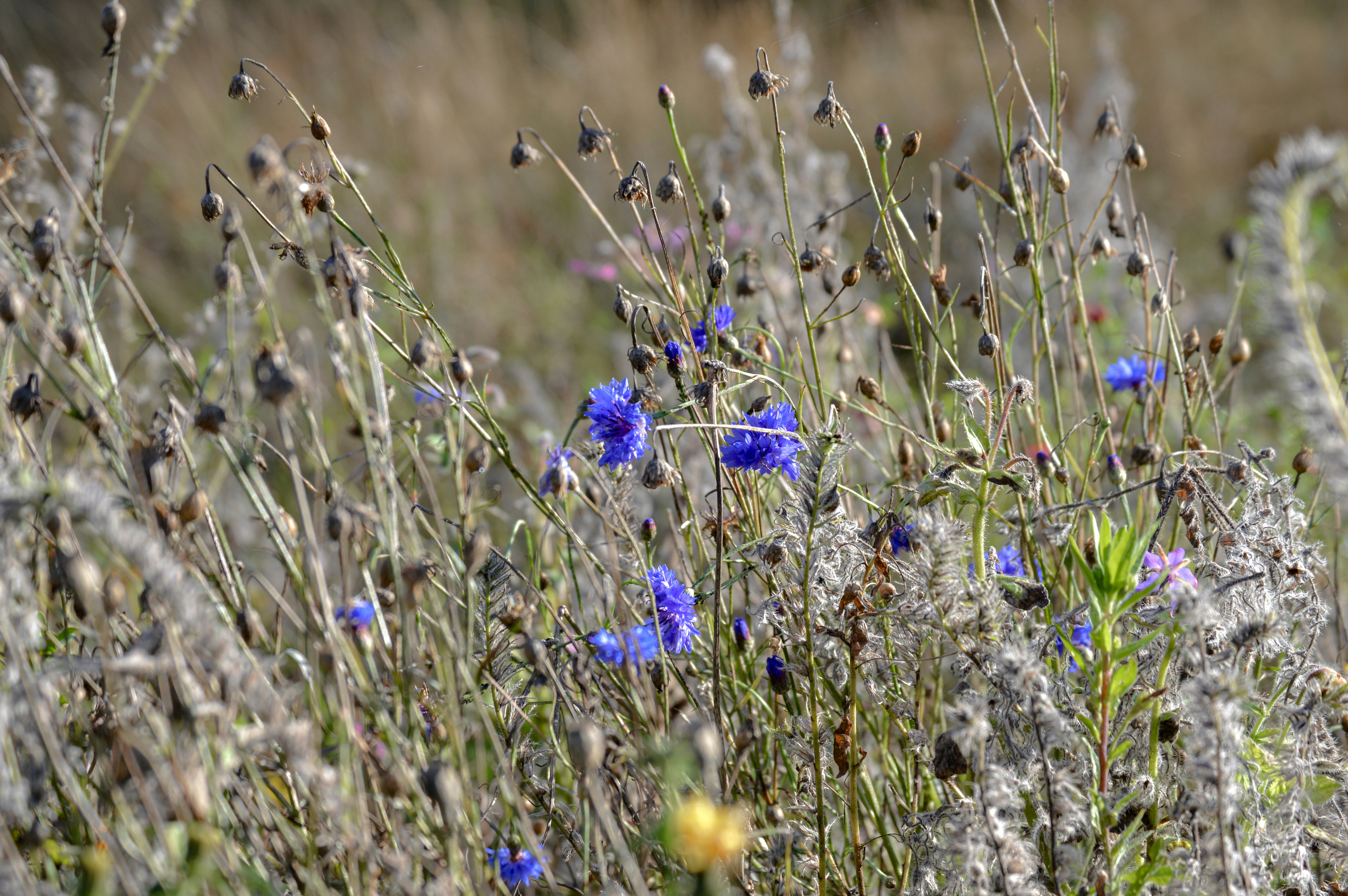 Photo by viktorijaniki