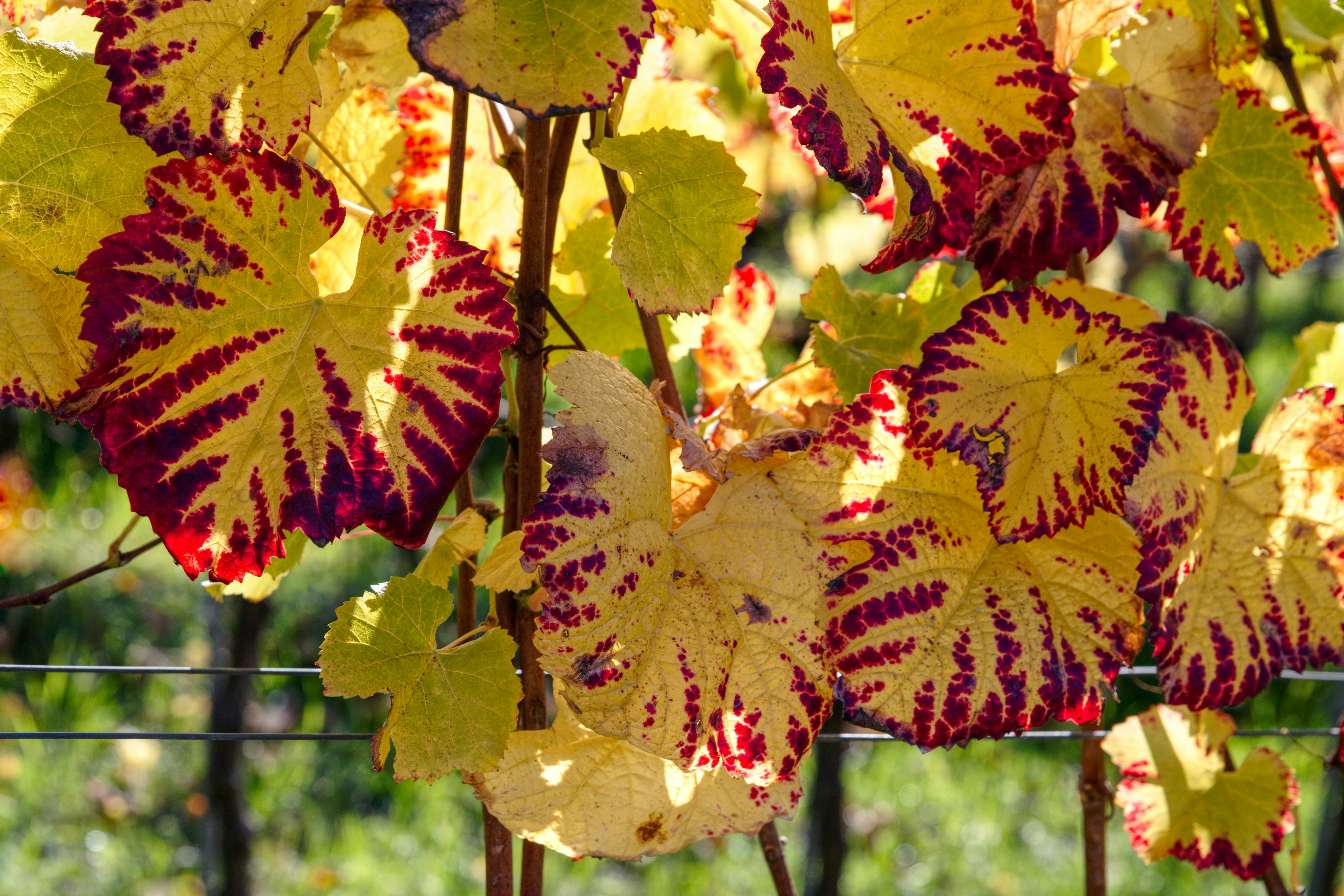 A close up of a bunch of flowers on a fence