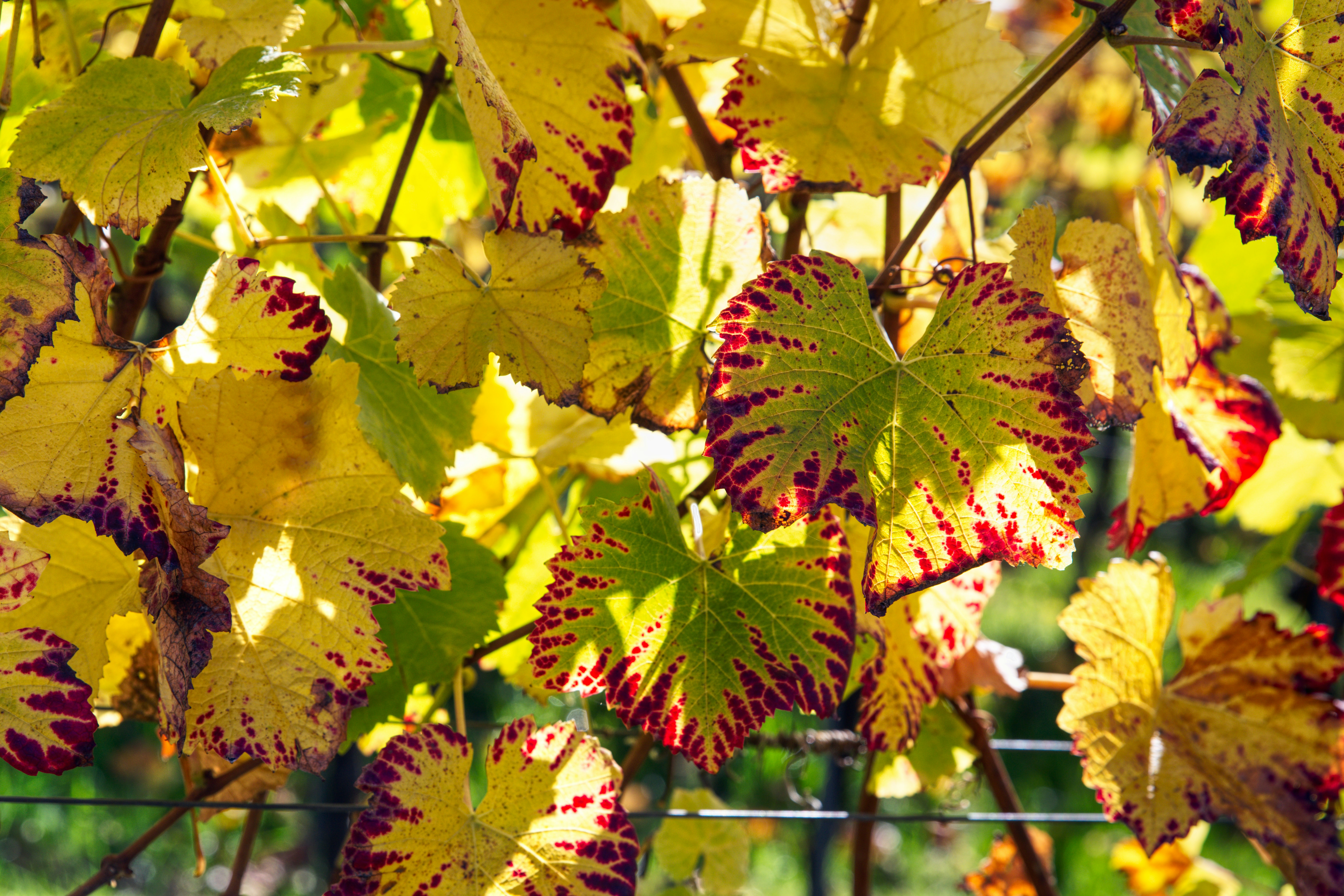 A bunch of yellow and red leaves on a tree
