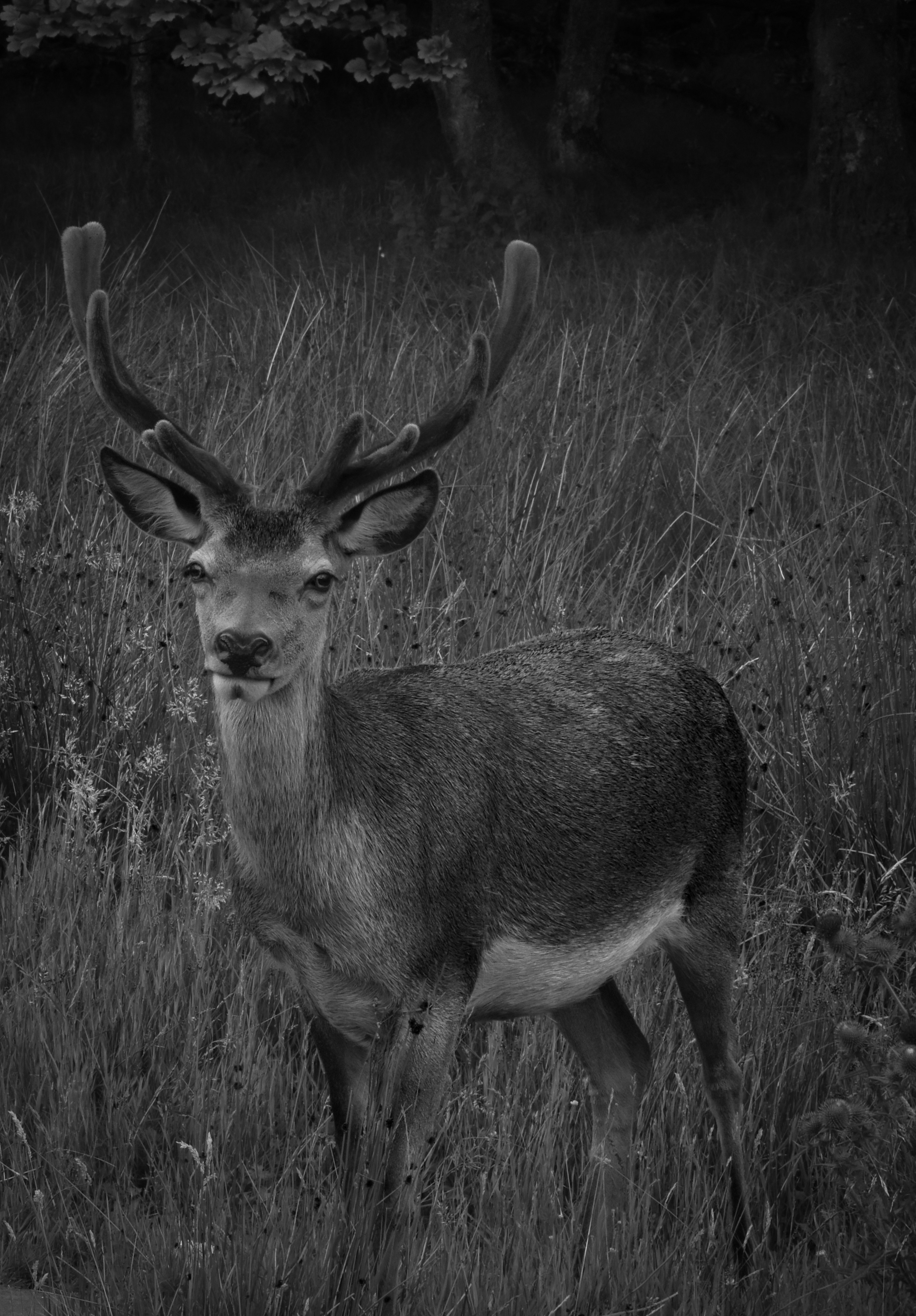 Ein Schwarz-Weiß-Foto eines Rehs auf einem Feld