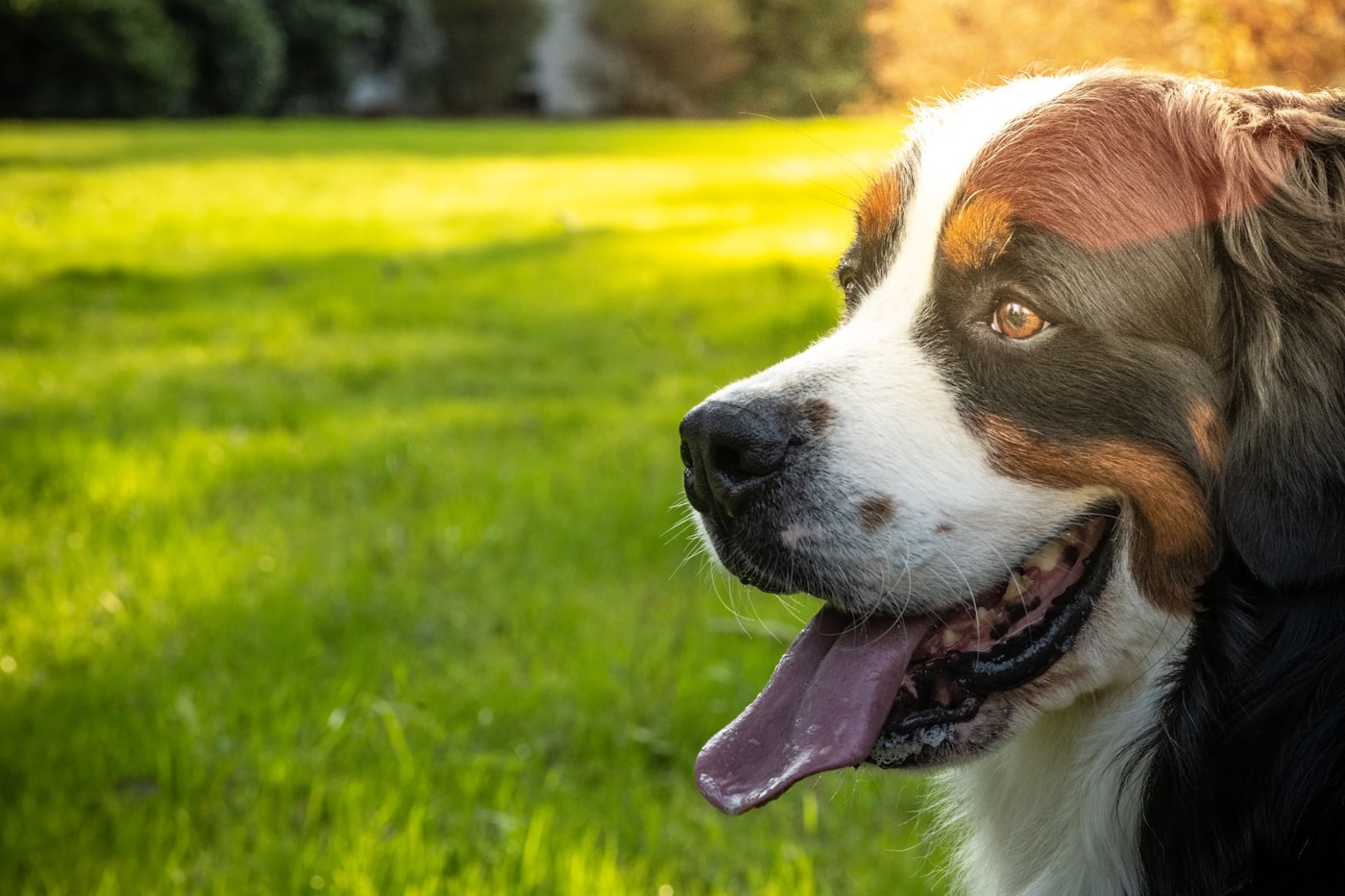Happy Bernese mountain dog in a sunlit meadow