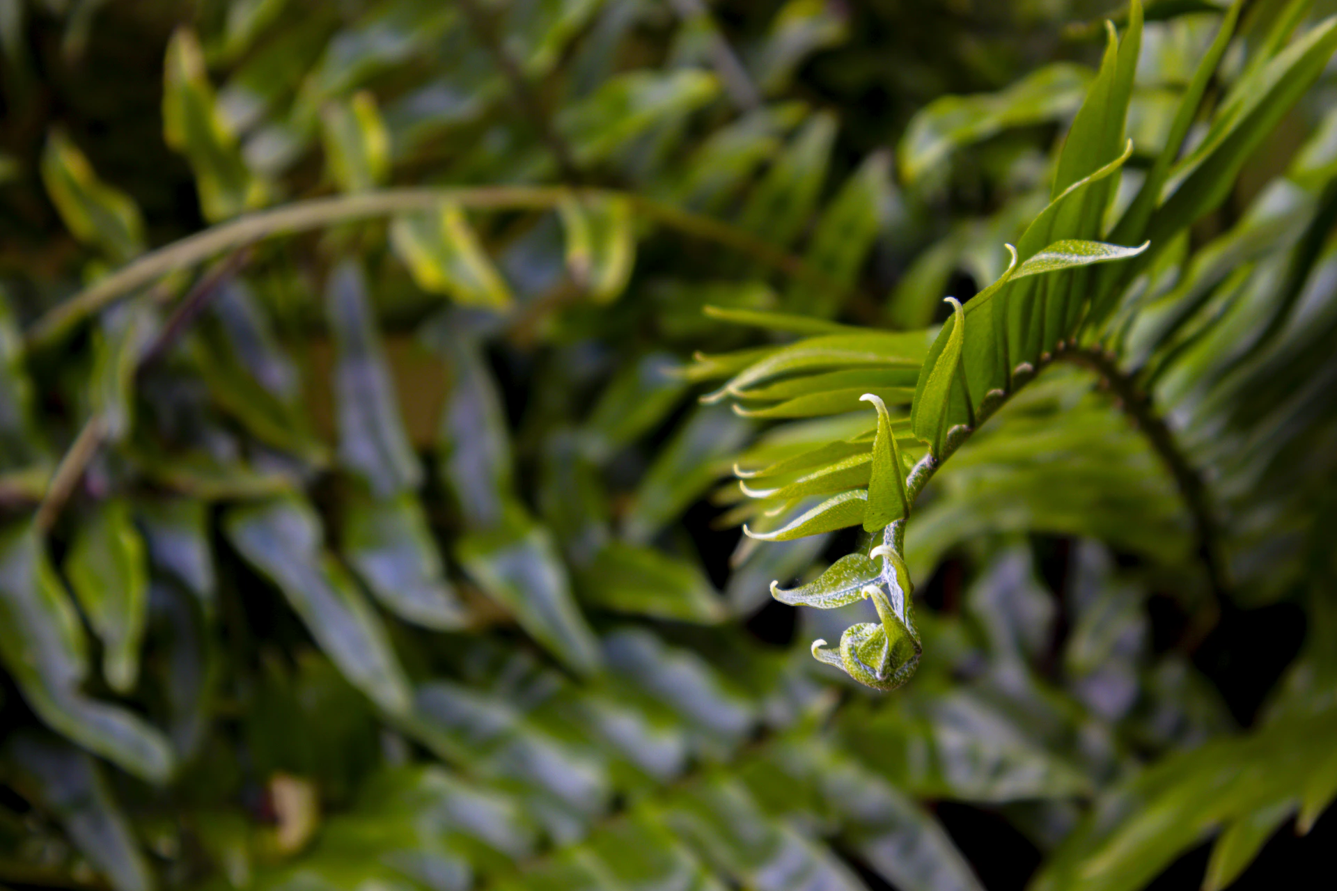 A close up of a green plant with leaves