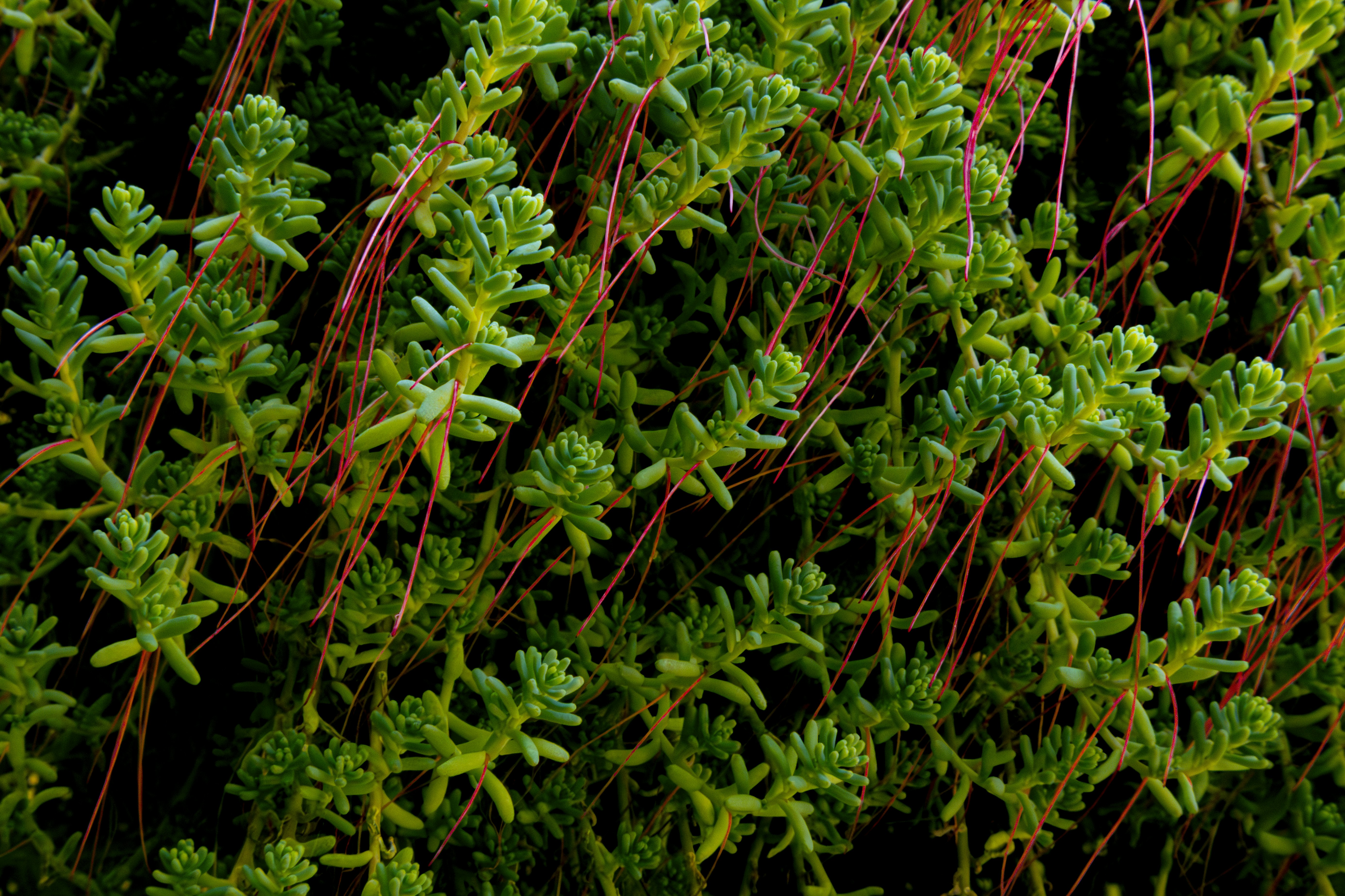 wallpaper abstract verde, wallpaper, Digital Marketing Strategy: A Comprehensive Guide 2