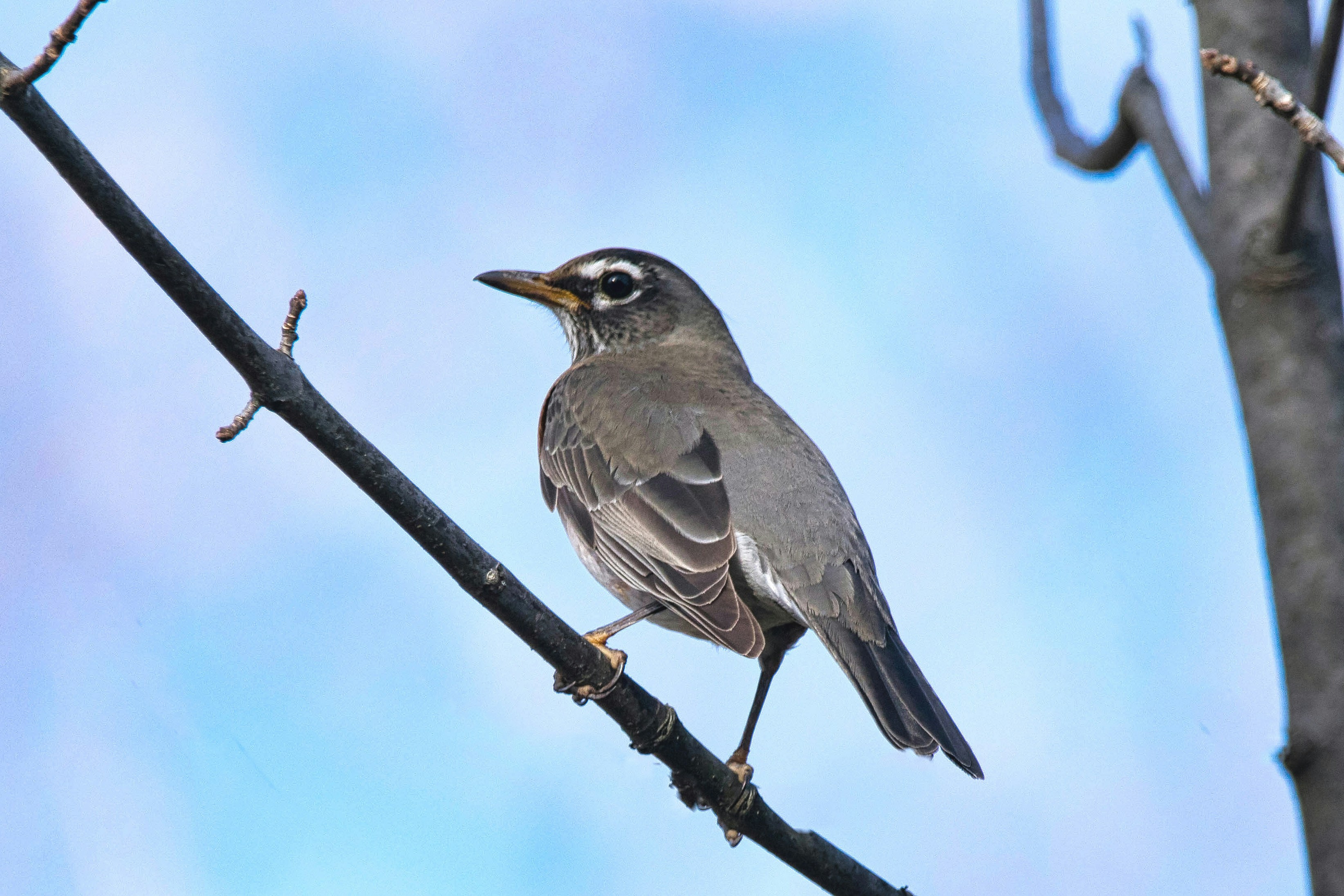 A small bird perched on a tree branch