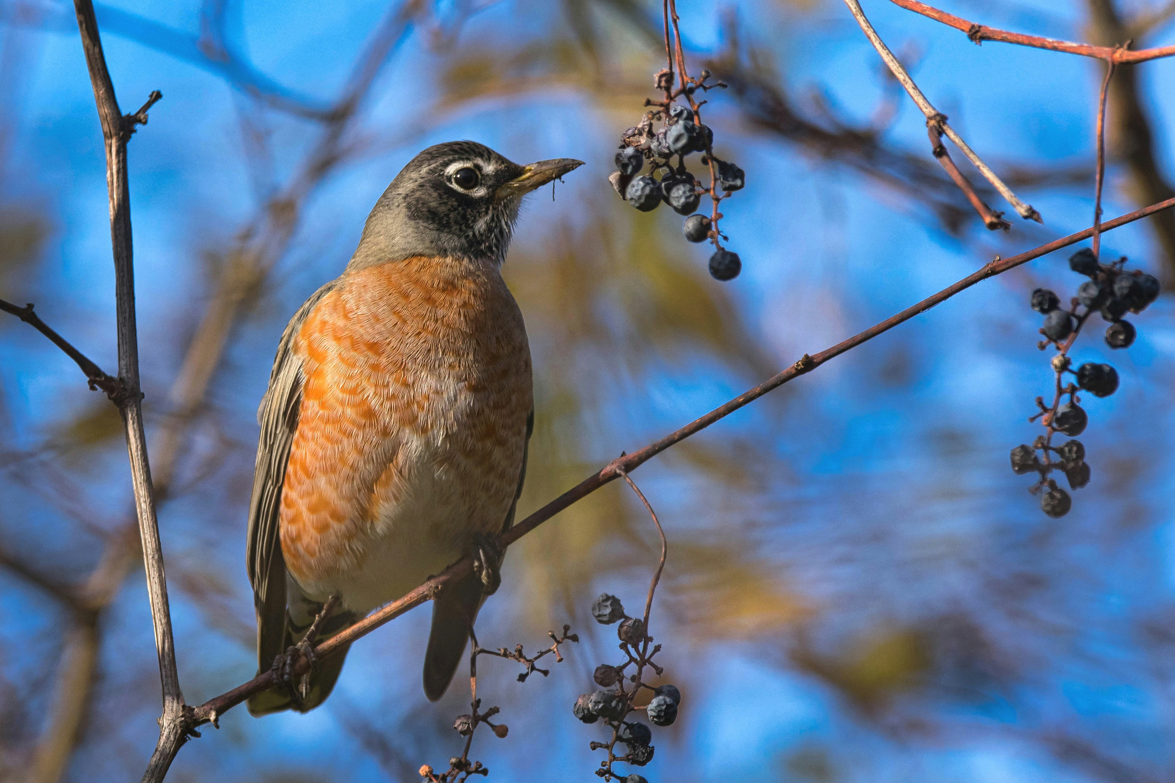 A bird sitting on a branch of a tree