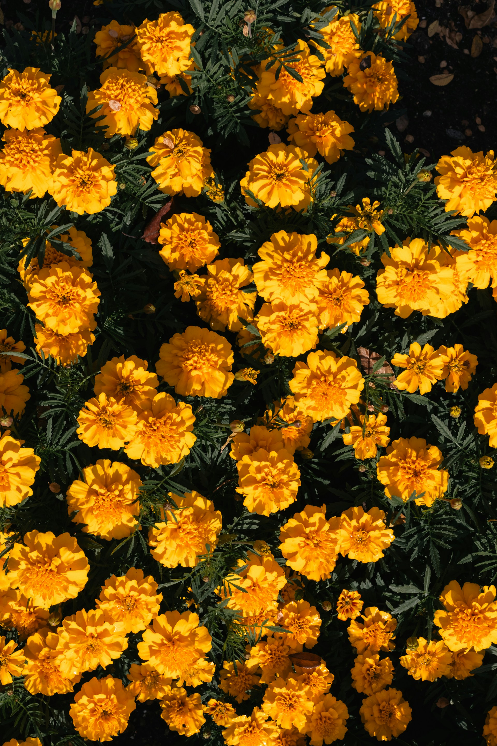 A bunch of yellow flowers in a garden