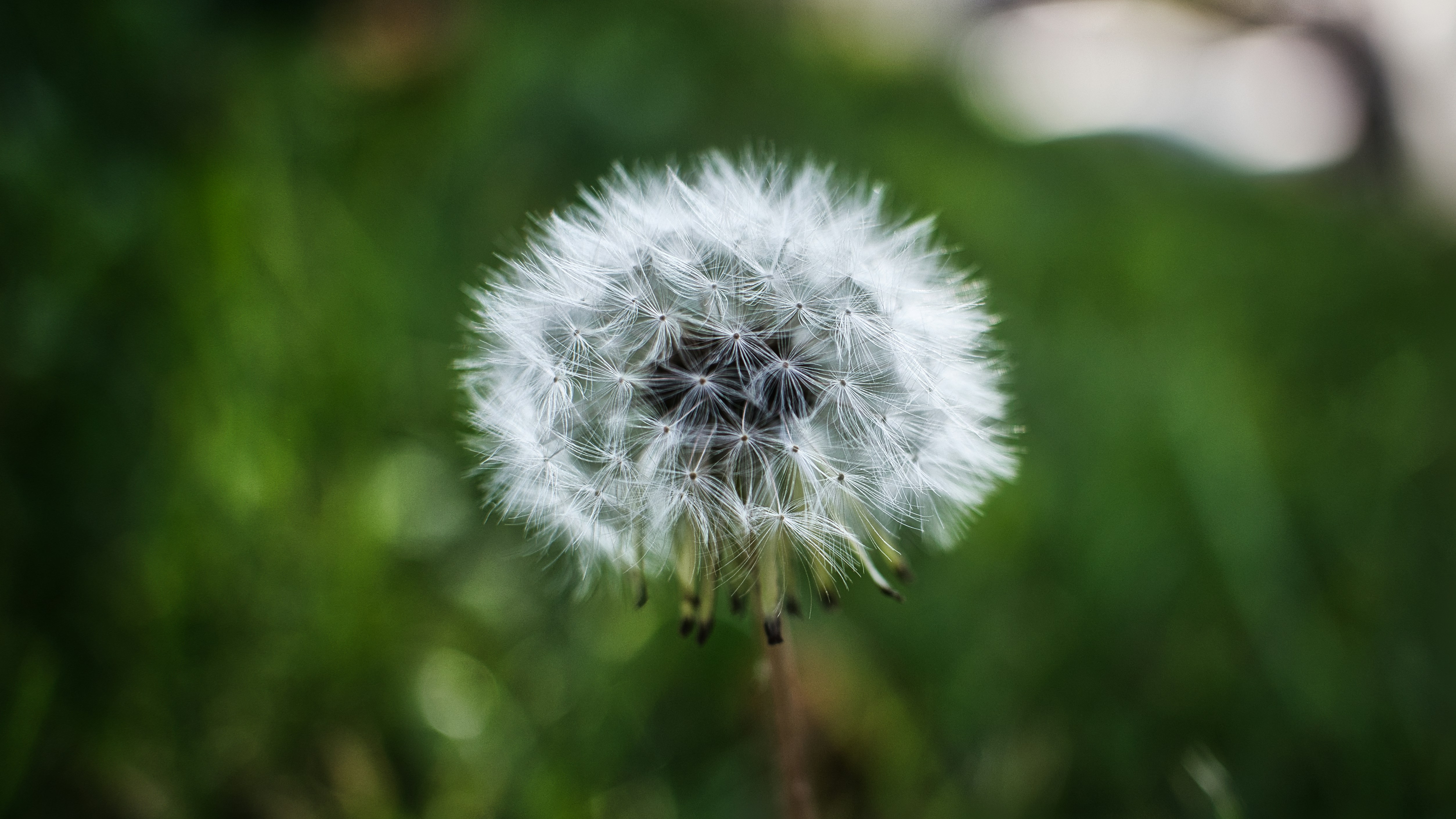 Photo by adelarivera