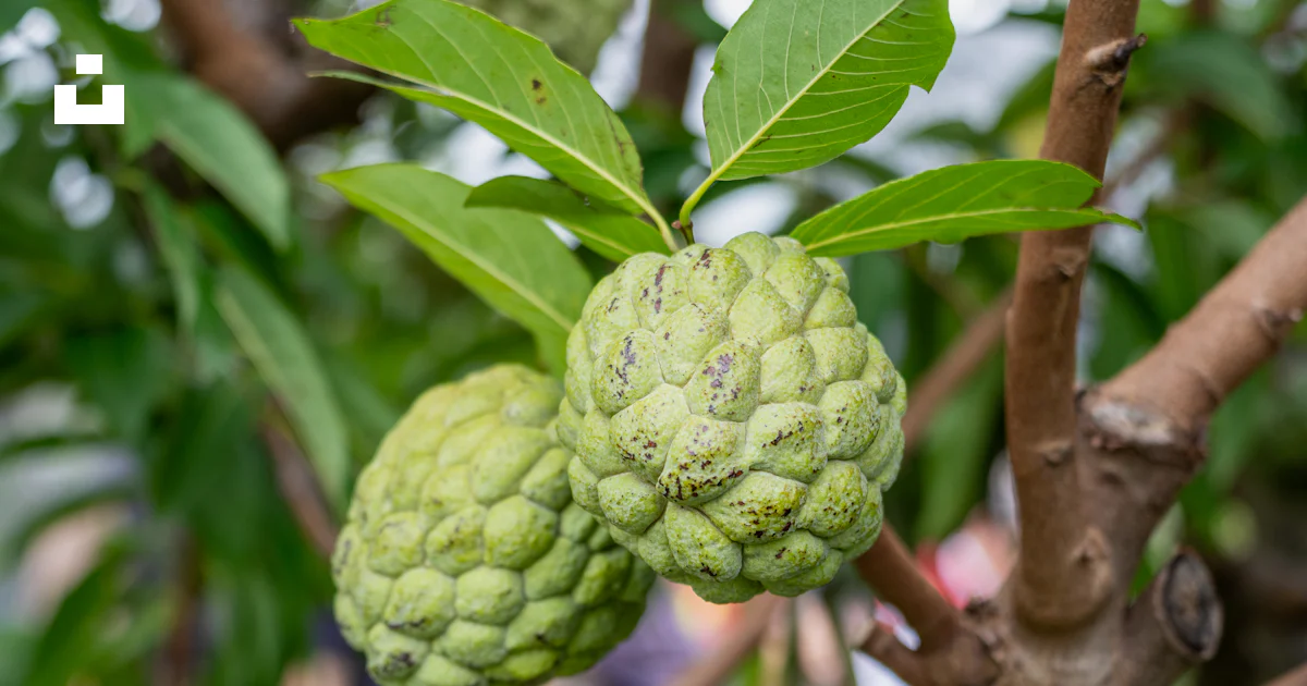A close up of a tree with a bunch of fruit on it photo – Free Green ...