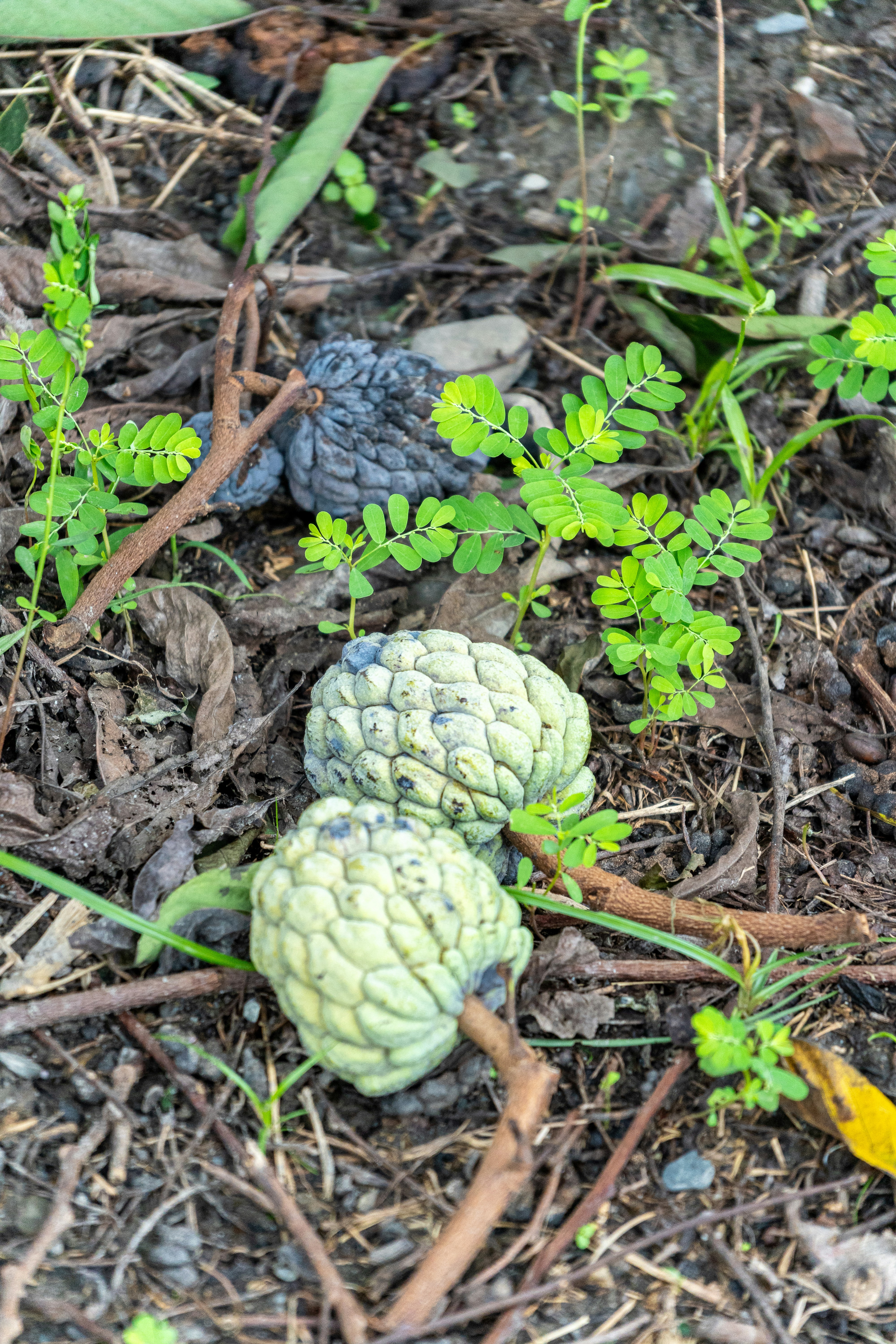 A couple of plants that are in the dirt