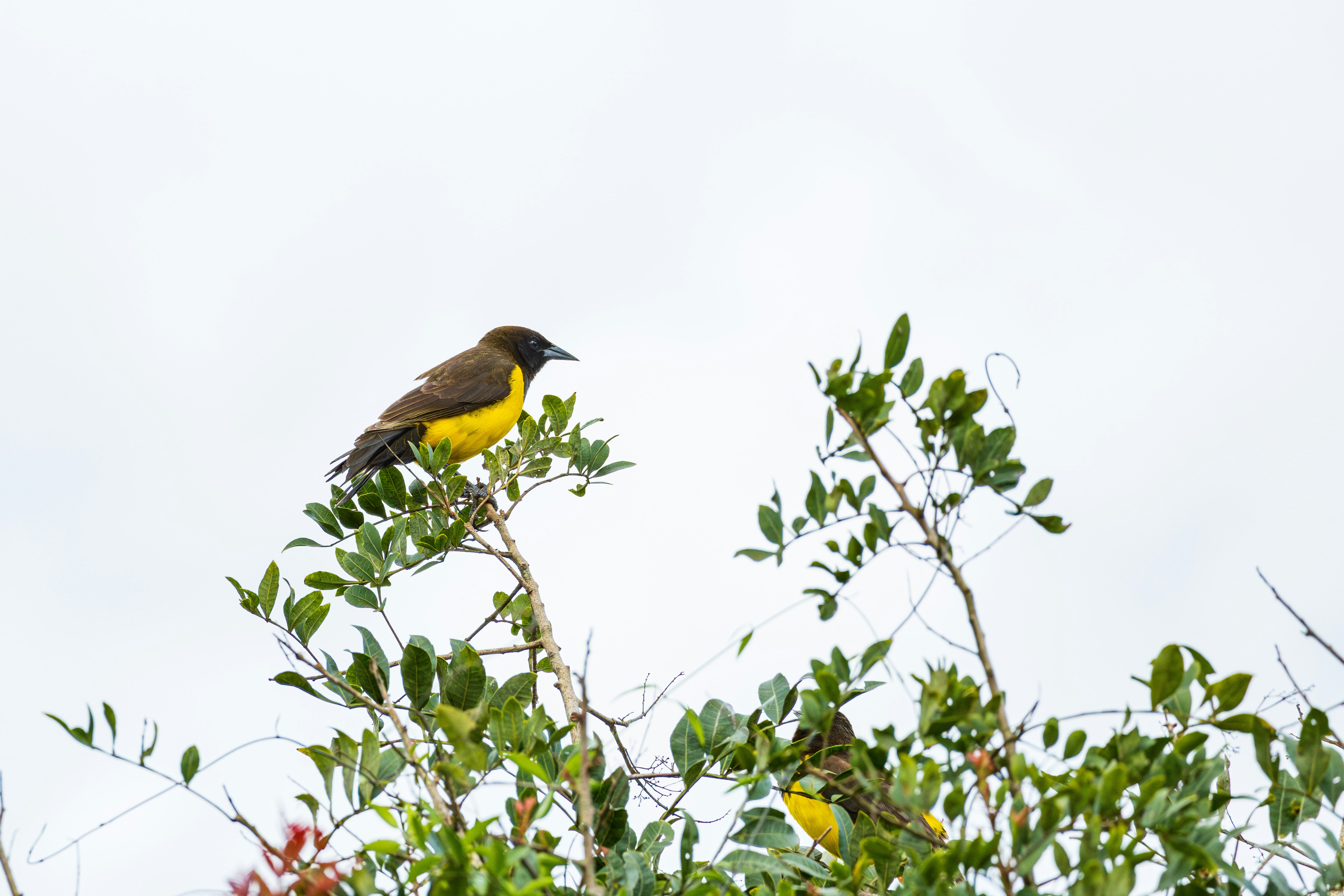 Photo by matheuskprot