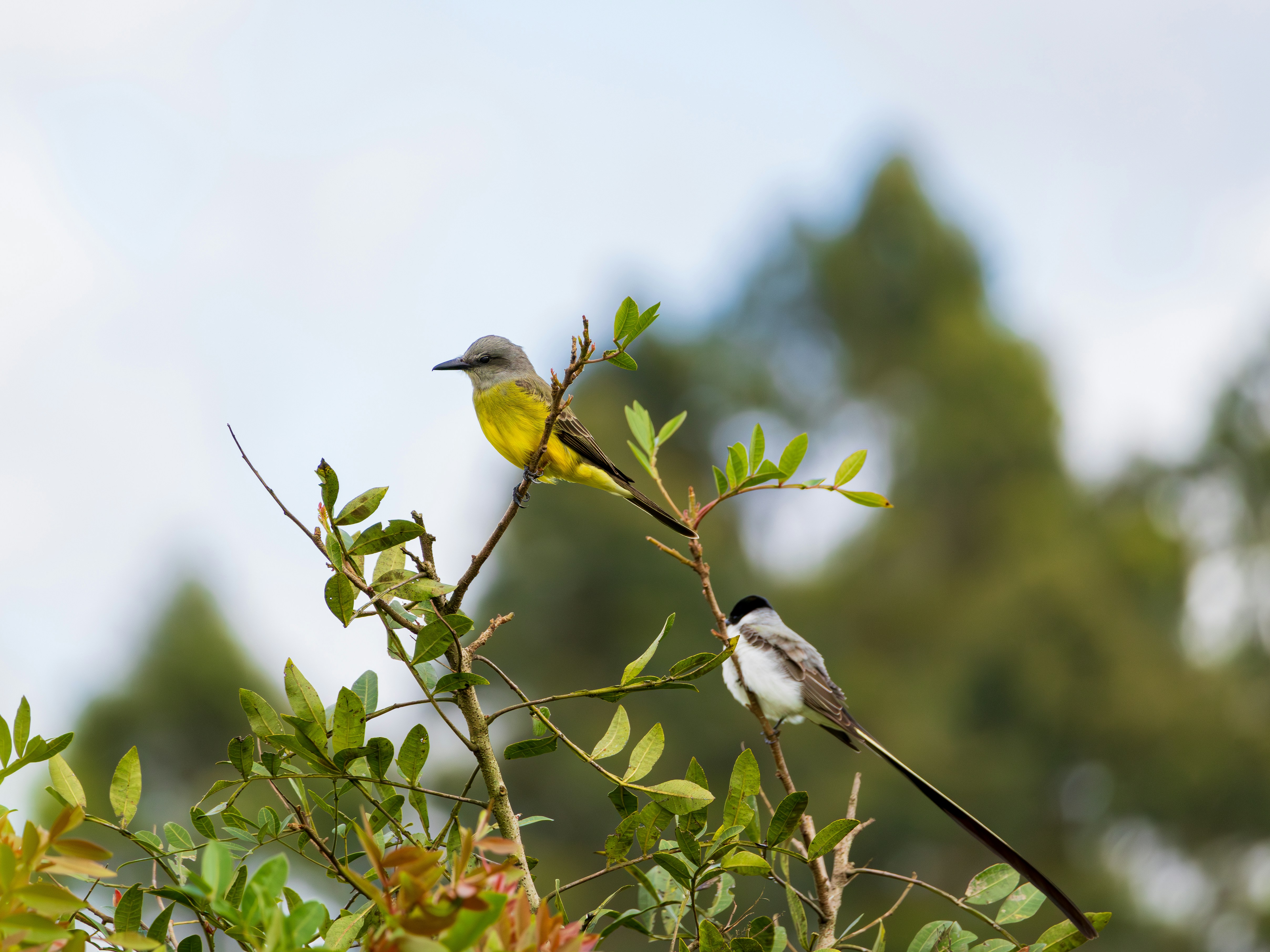 Photo by matheuskprot