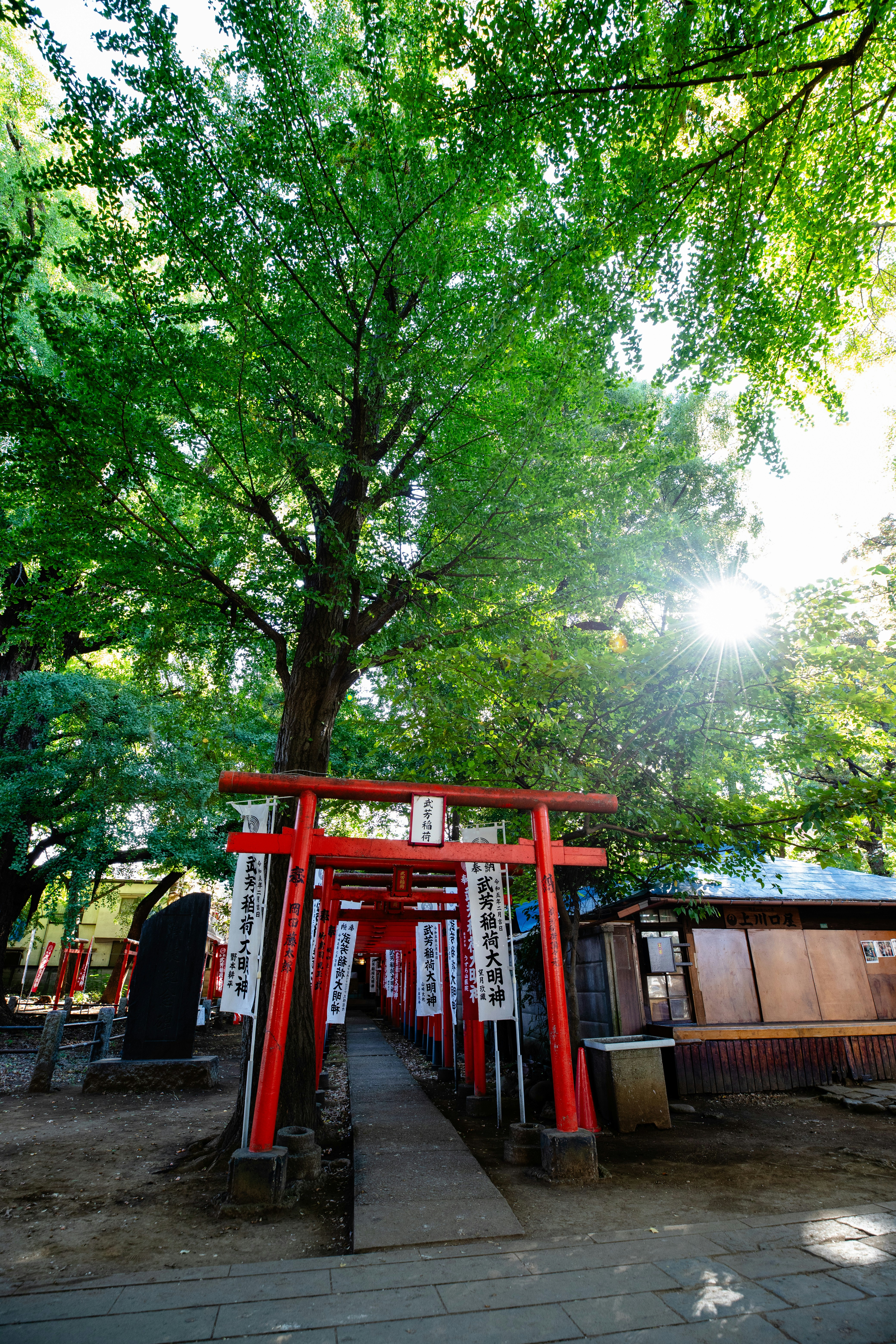 A group of red tori tori tori tori tori tori tori tori tori tori tori tori