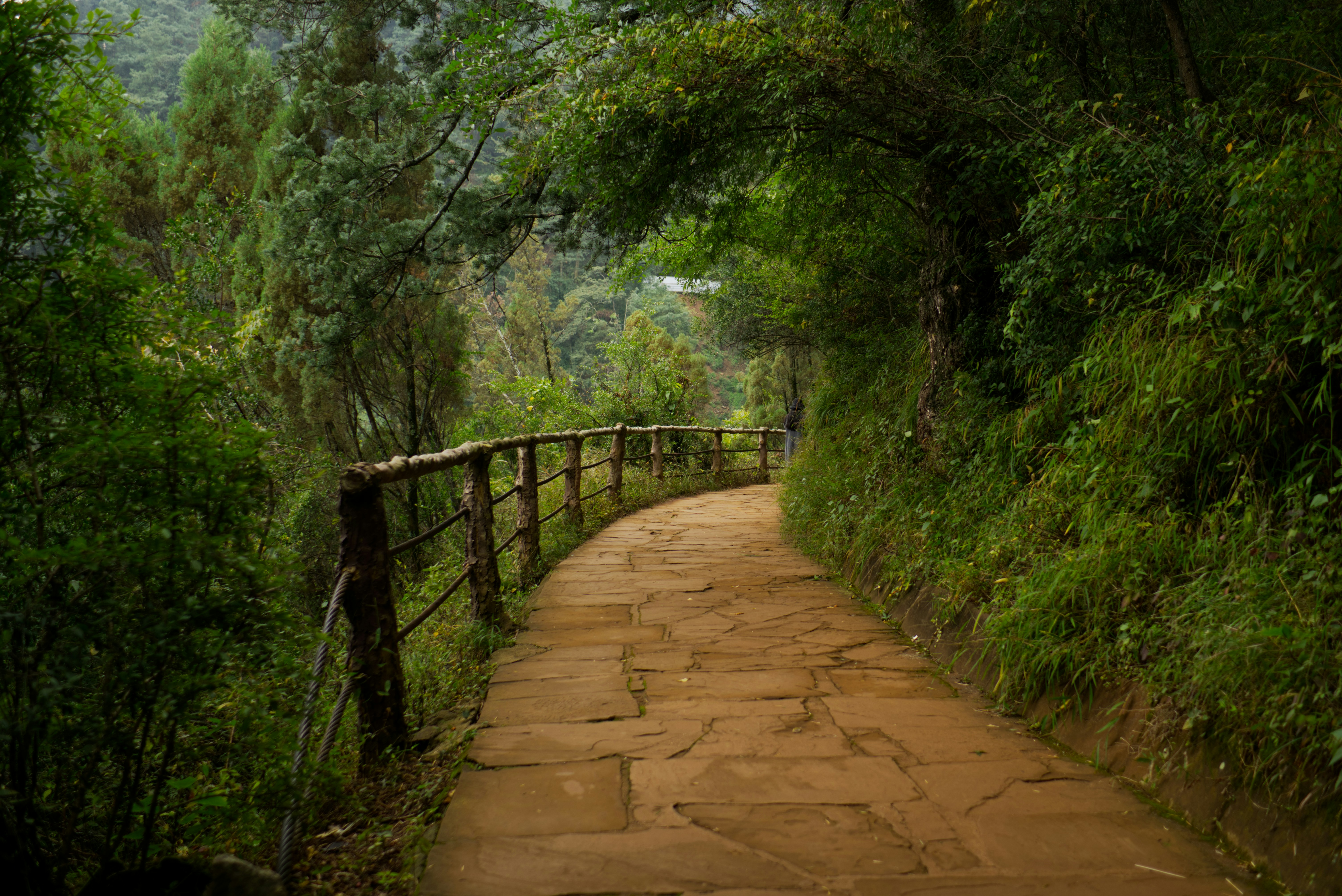 Um caminho de terra no meio de uma floresta